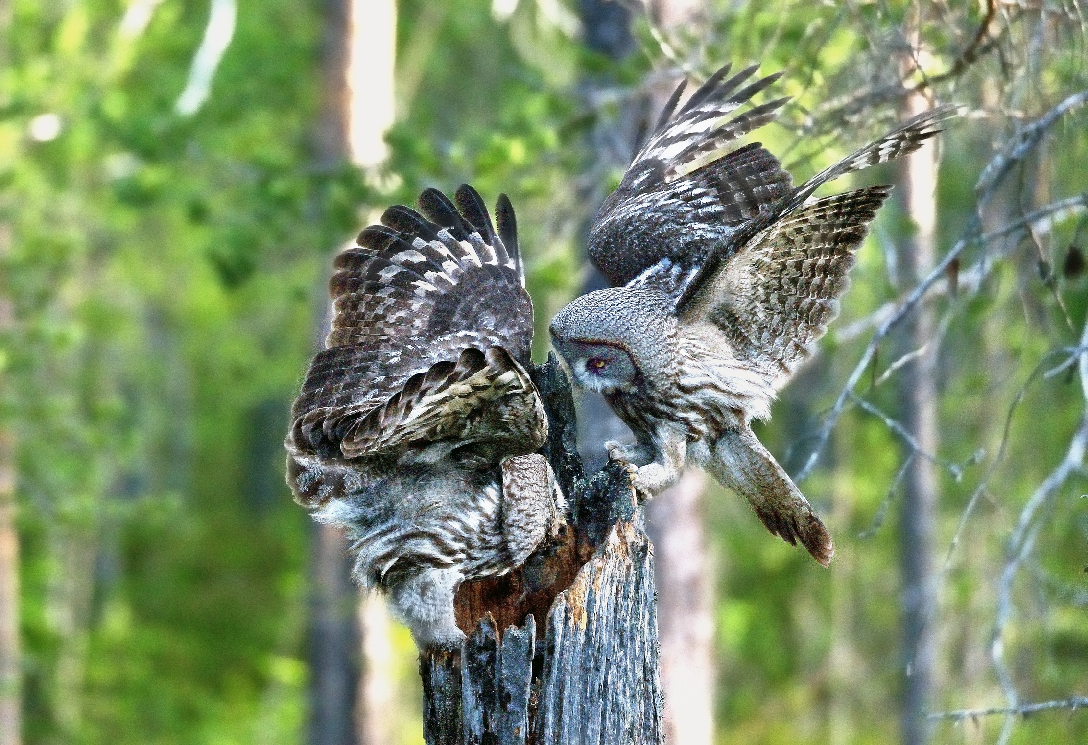 Allocchi di Lapponia si passano la preda (arvicola)
