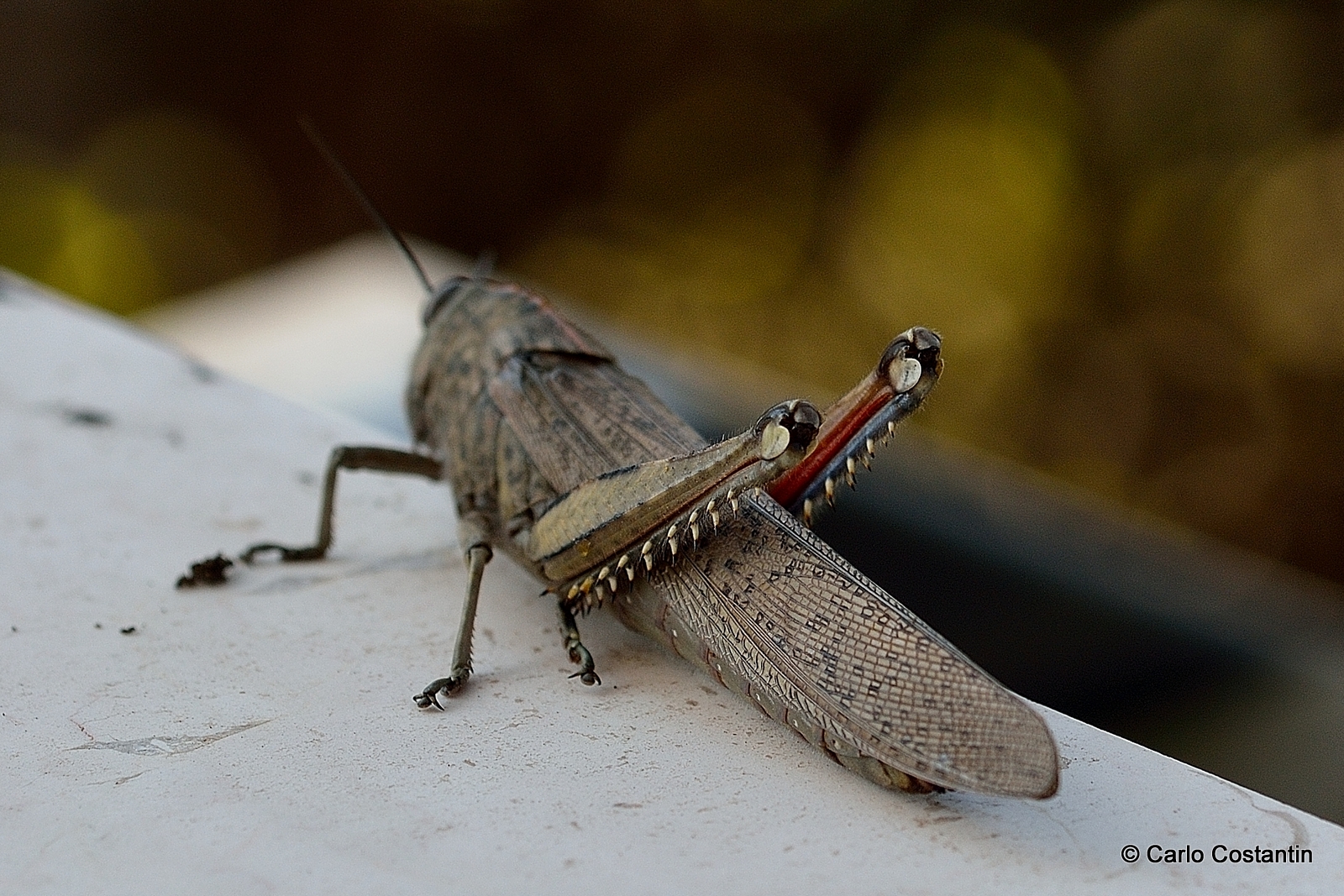 mostruosità primaverili 1