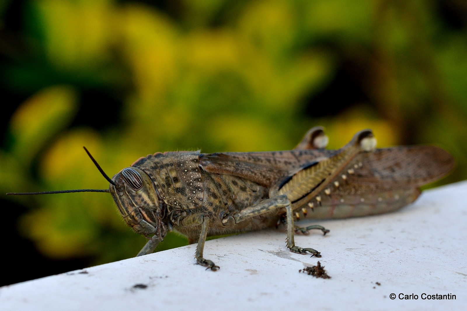 mostruosità primaverili 2