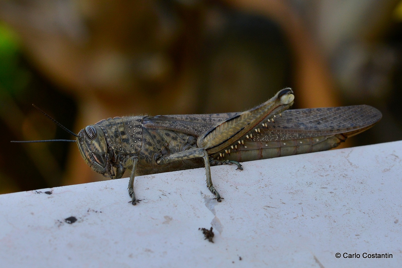 mostruosità primaverili 3