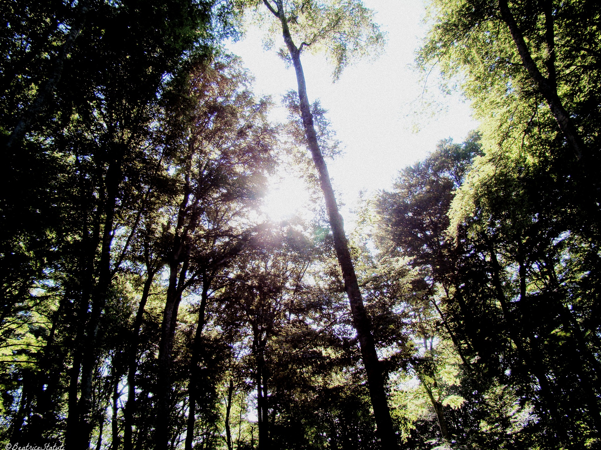 Faggeta nel Cimino, Viterbo