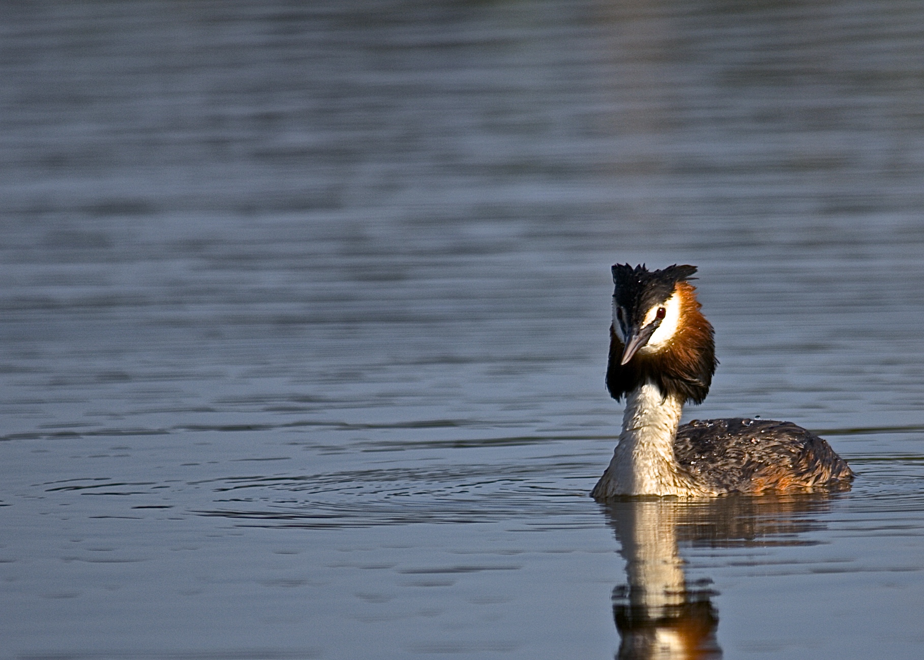 grebe