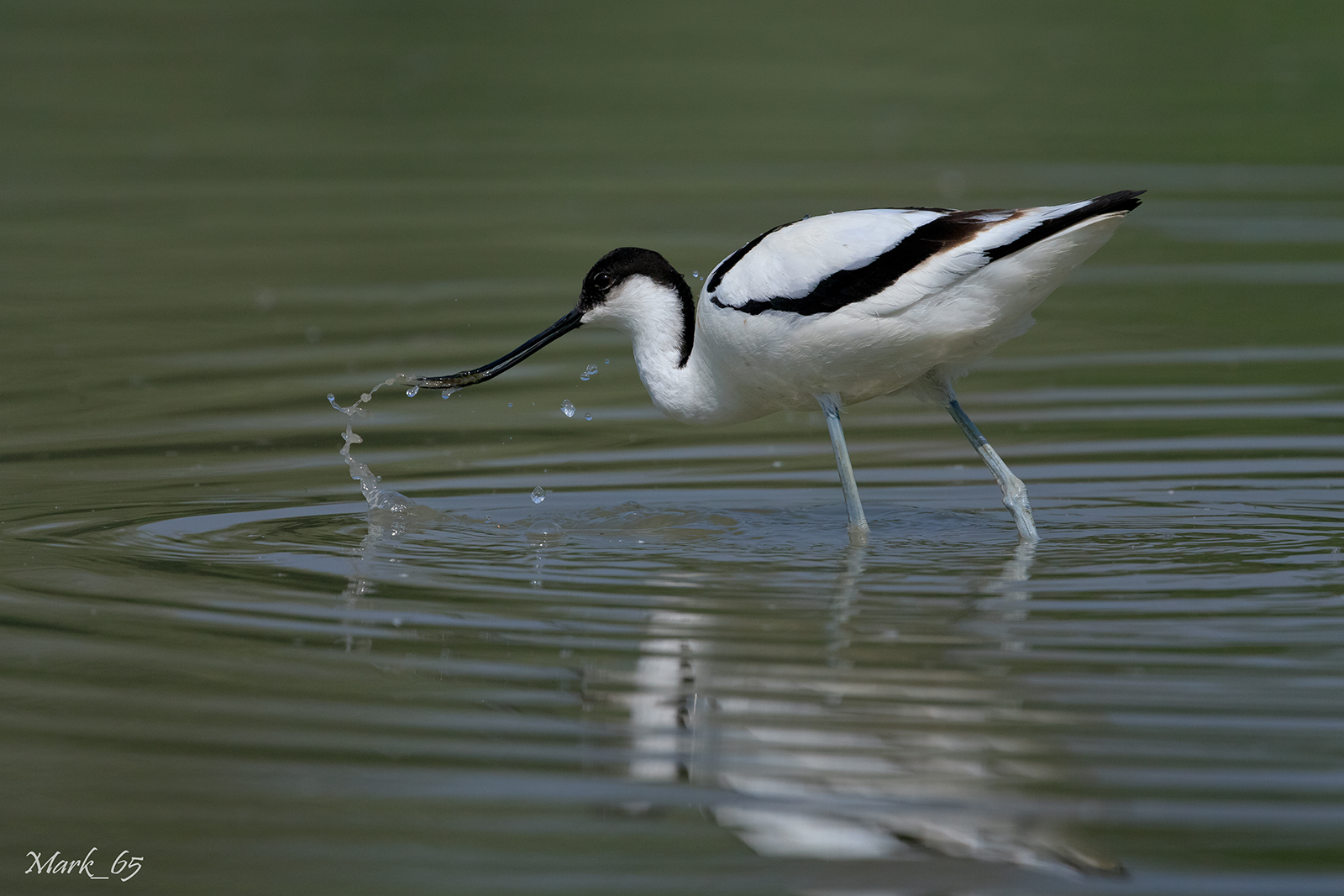 L'Avocetta