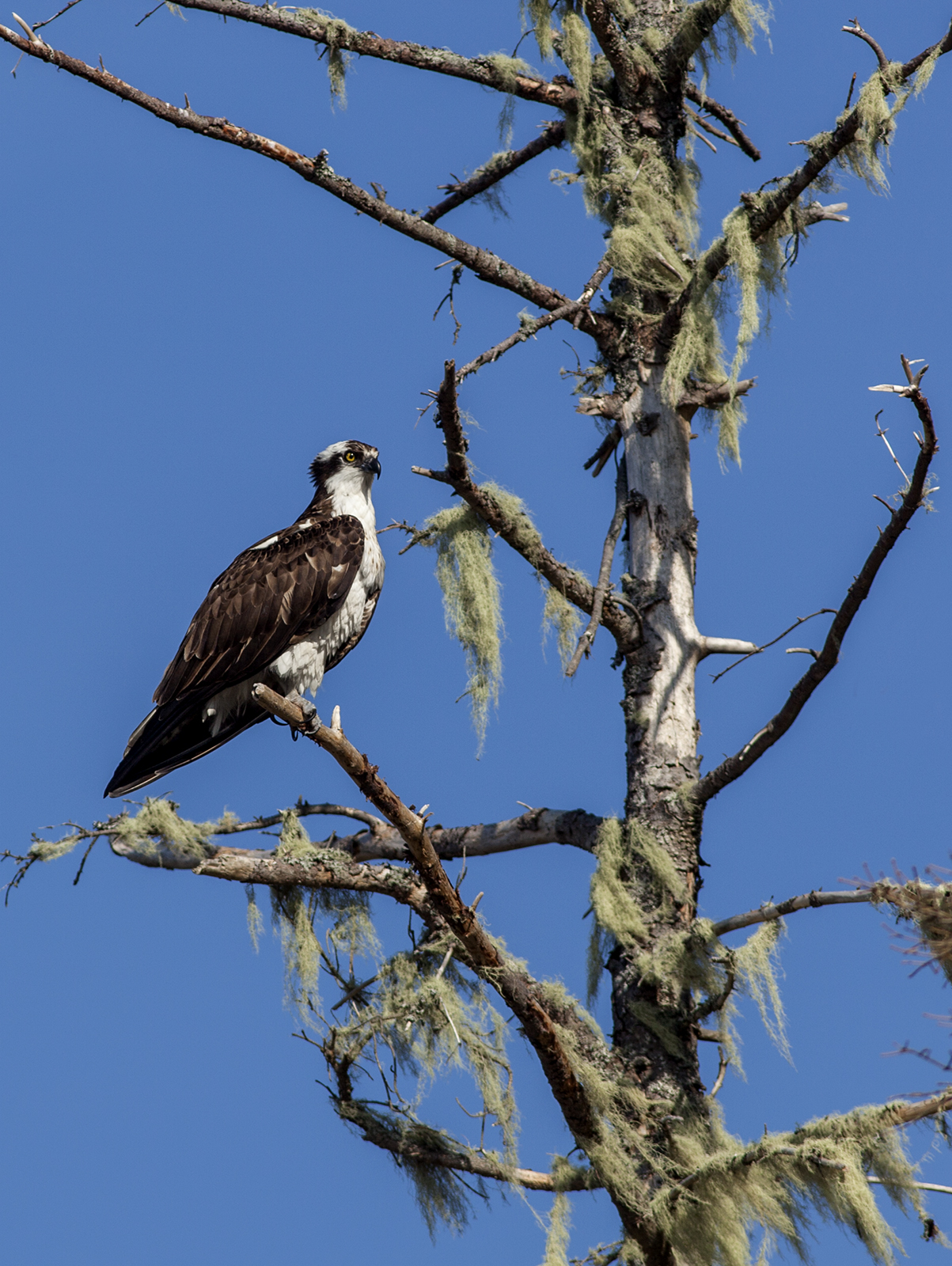 osprey