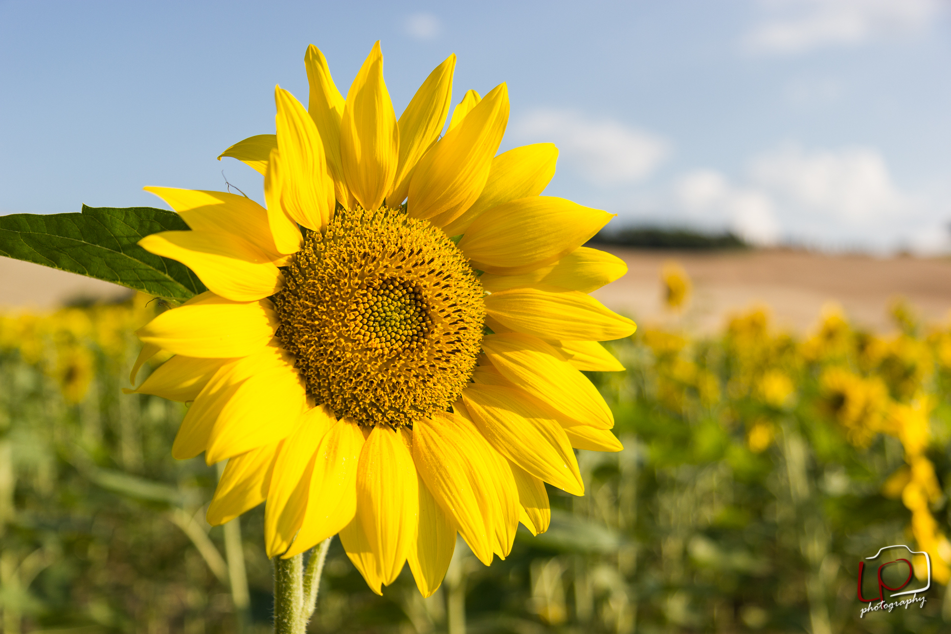 Girasole... banalità o forse no!?