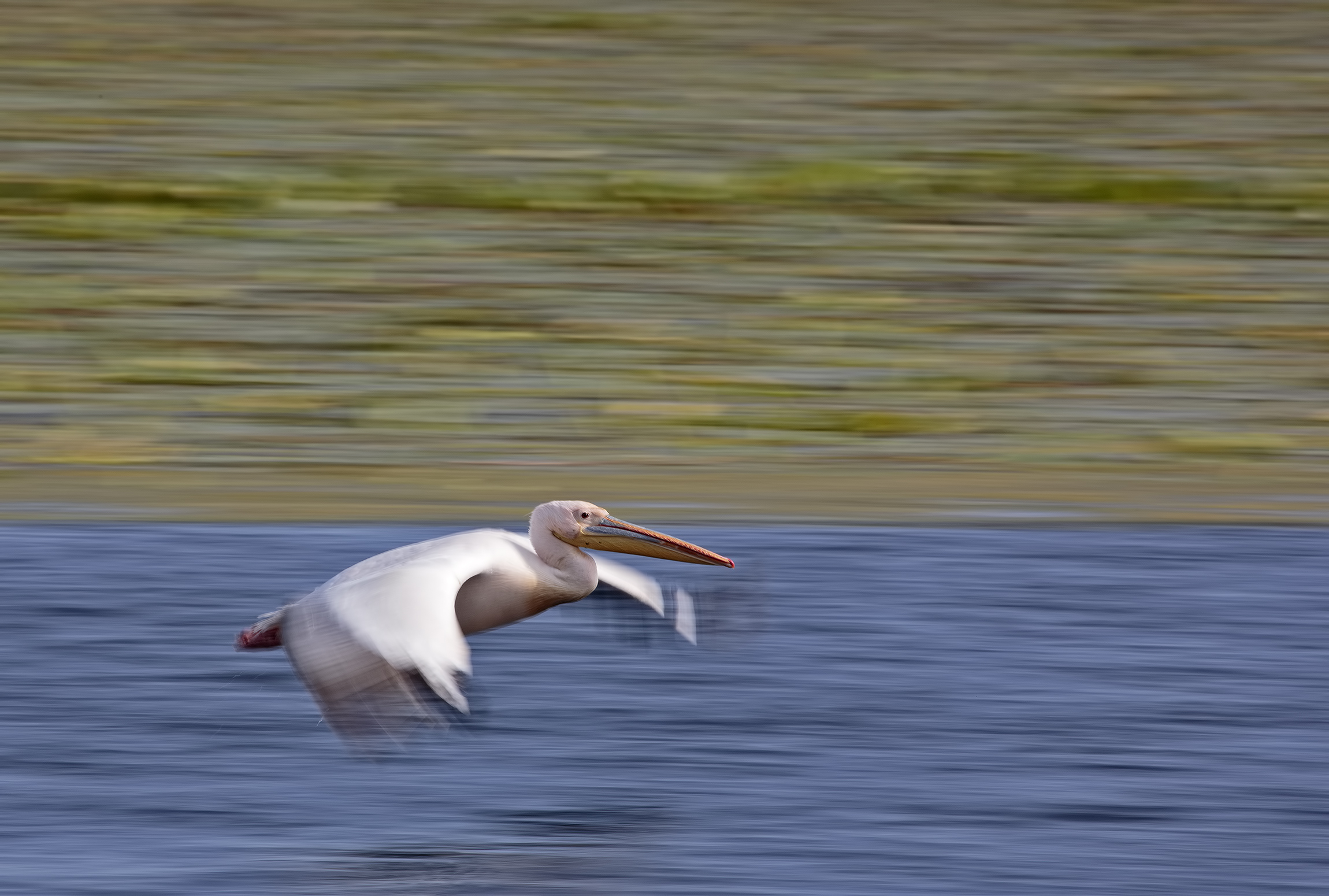 Panning of Pelican