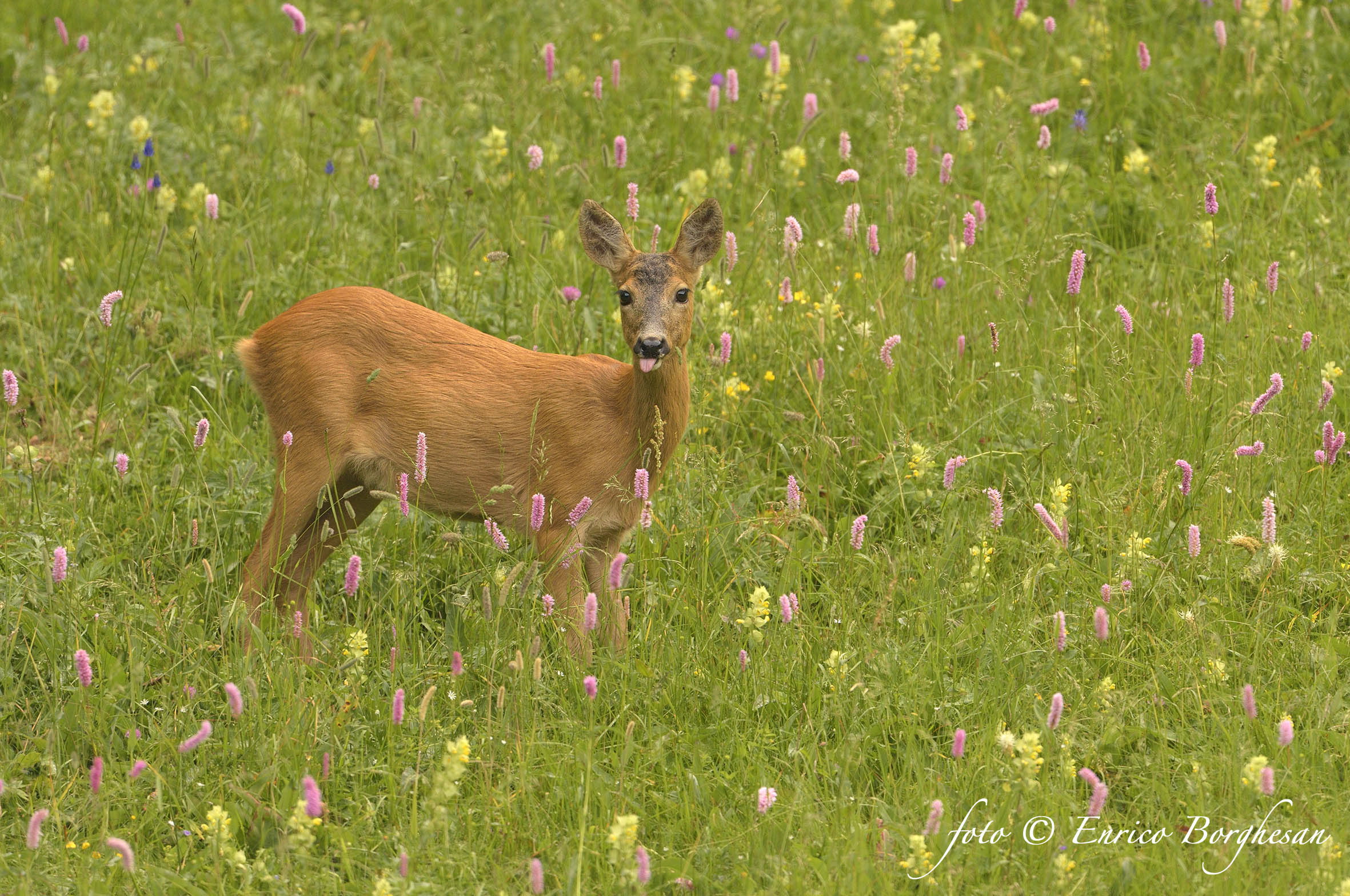 Female roe deer gives me the tongue