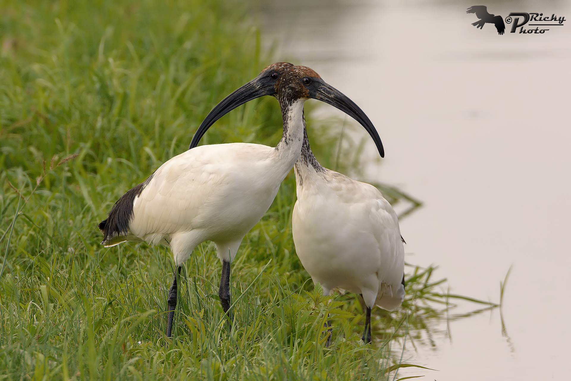 Visione mitologica !!