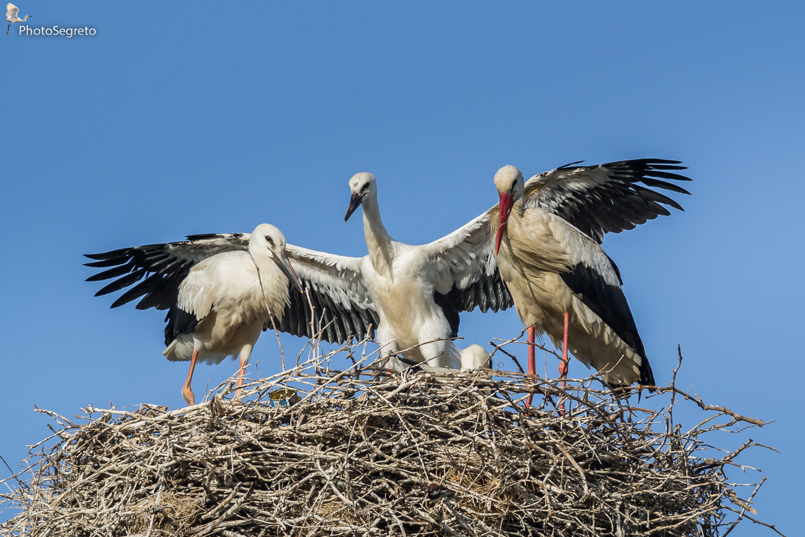 Vi presento i miei...