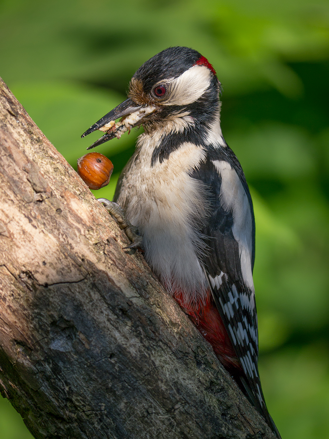 E questa come la porto ai piccoli ?
