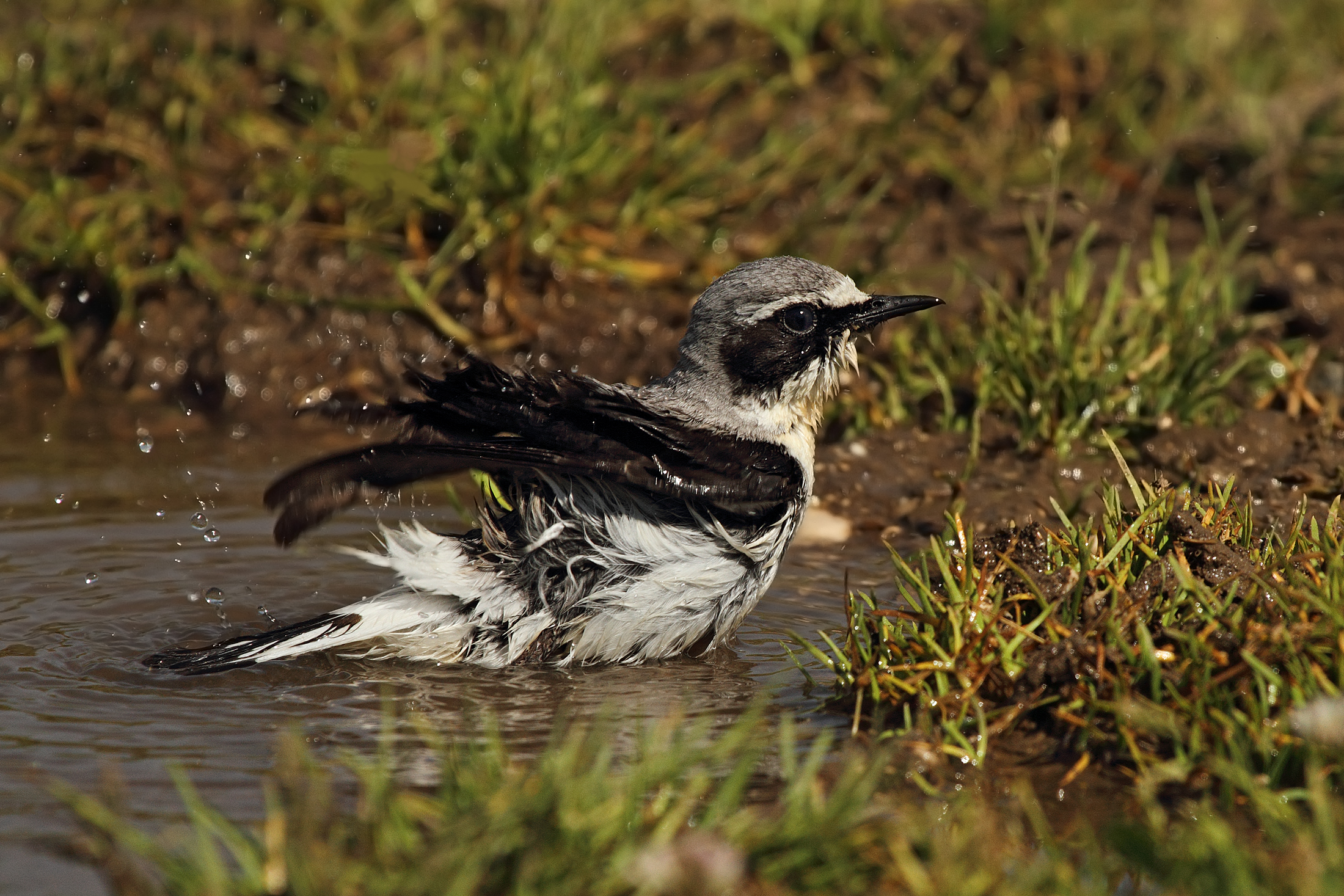 Wheatear to the bathroom