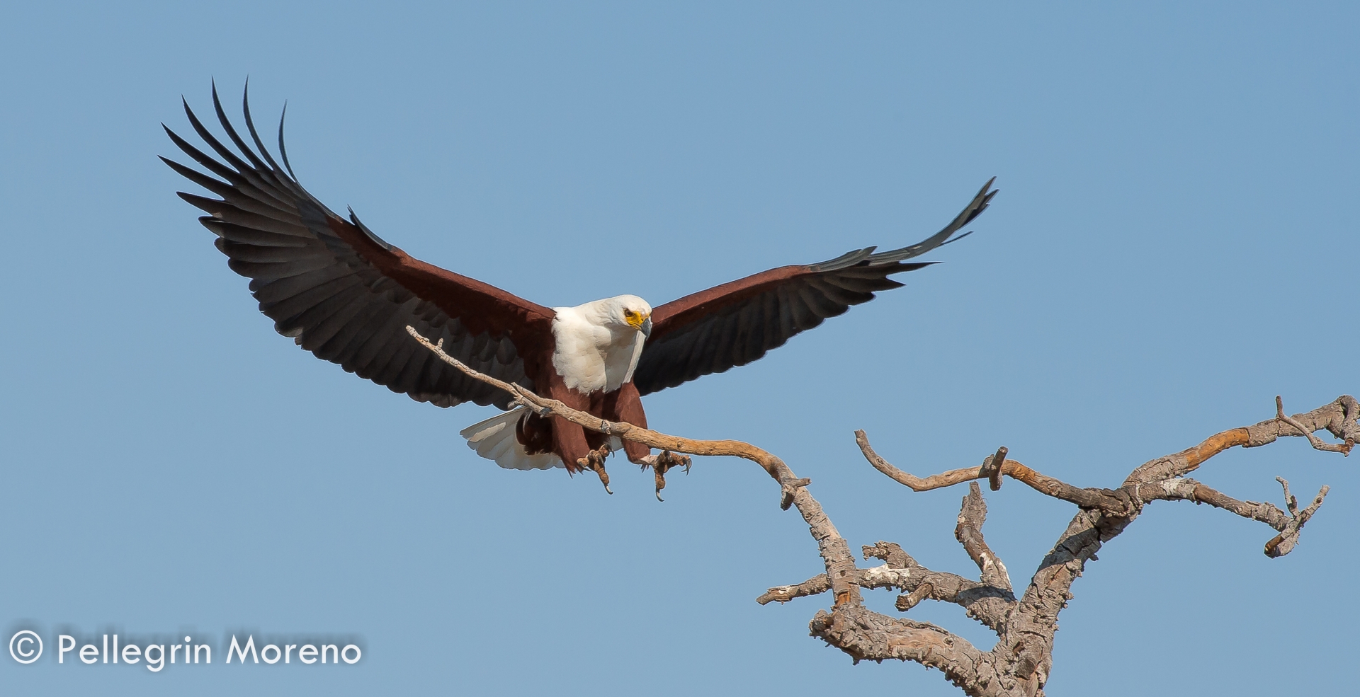 Aquila urlatrice africana