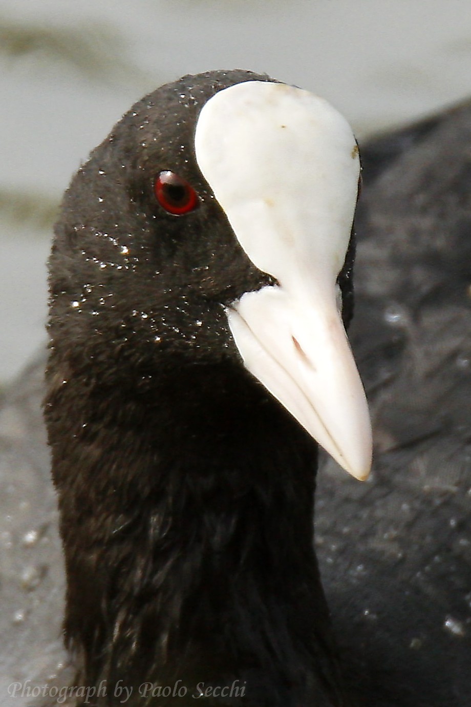 Portrait of coot