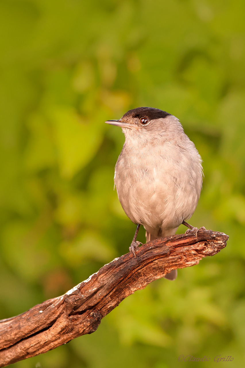 Blackcap