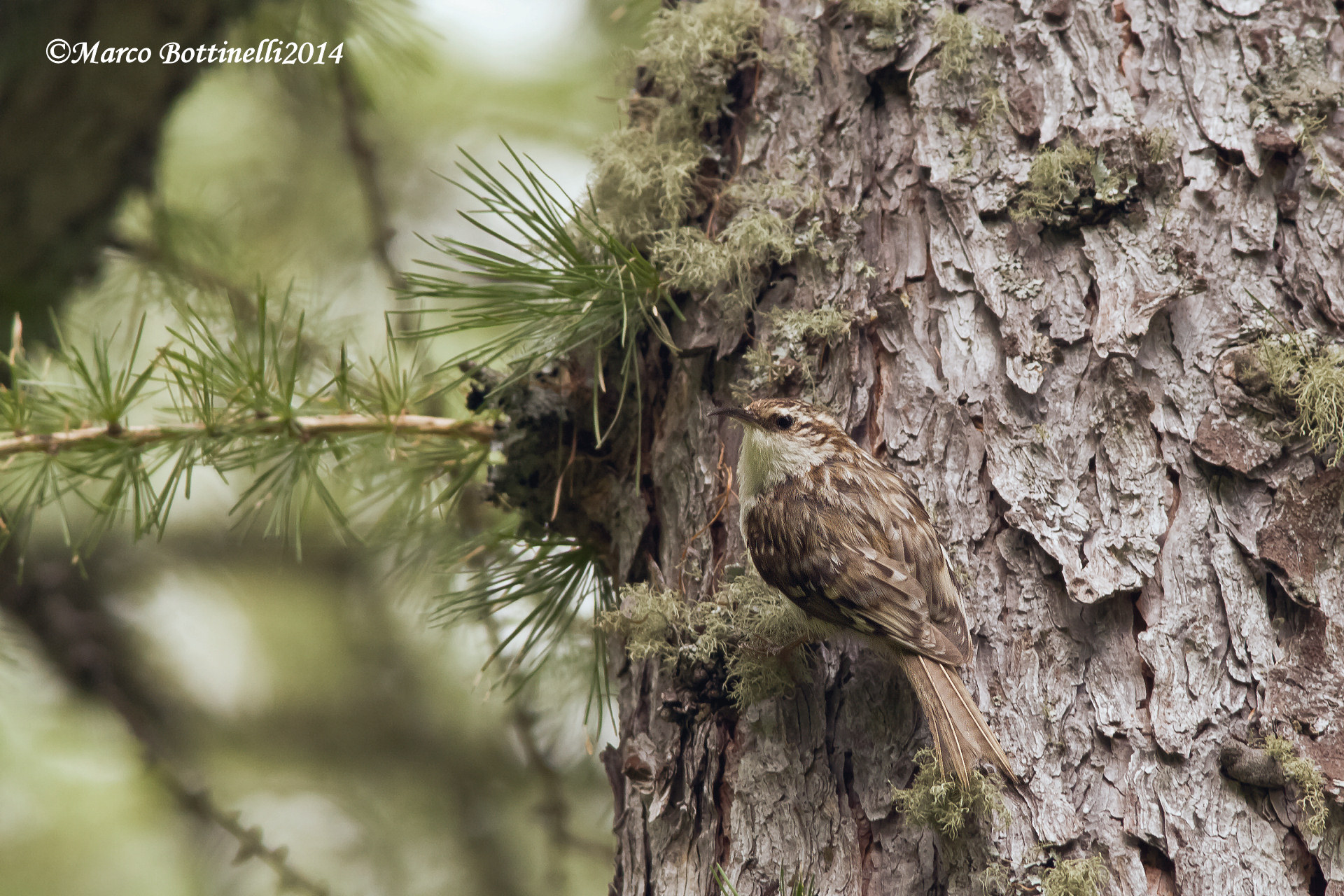 Treecreeper