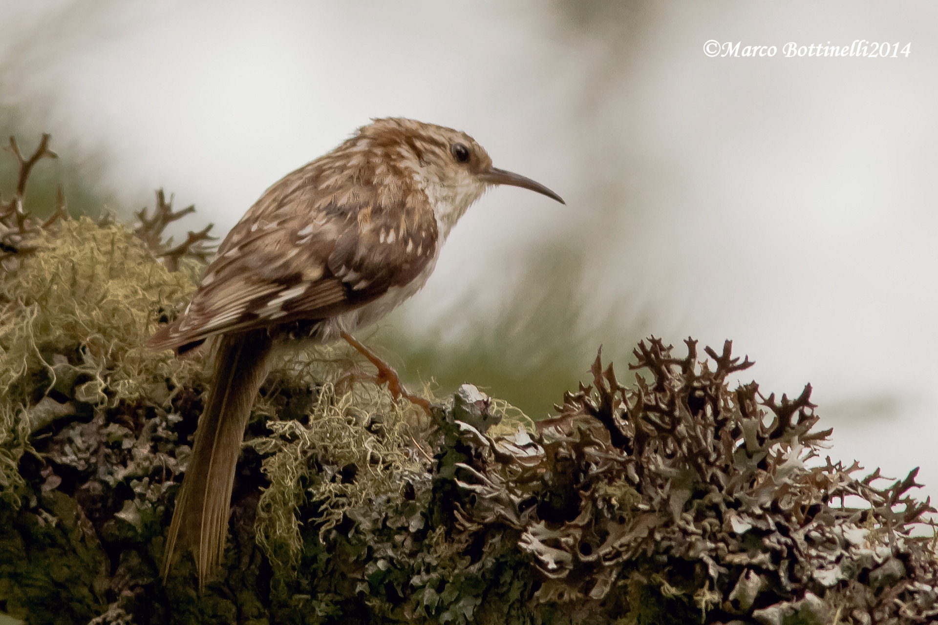 Rampichino Alpestre2