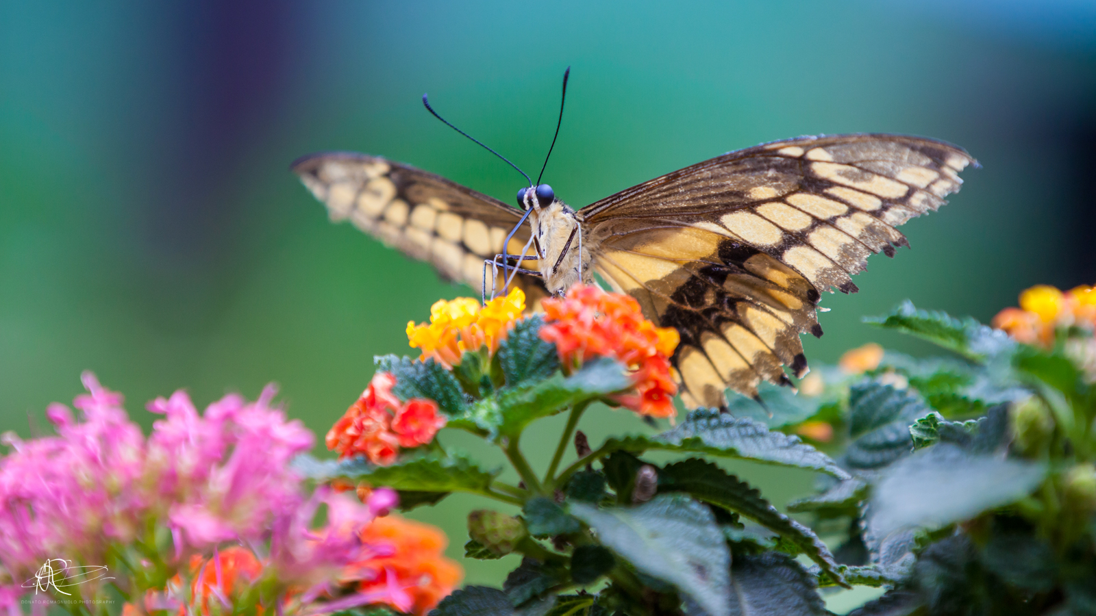 Butterfly and Flowers