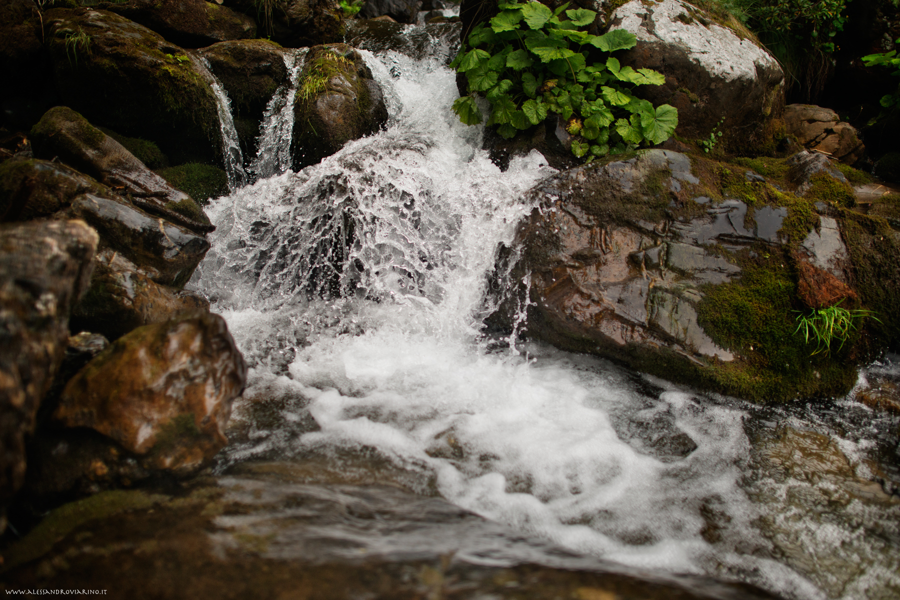 in the woods of the shuttle