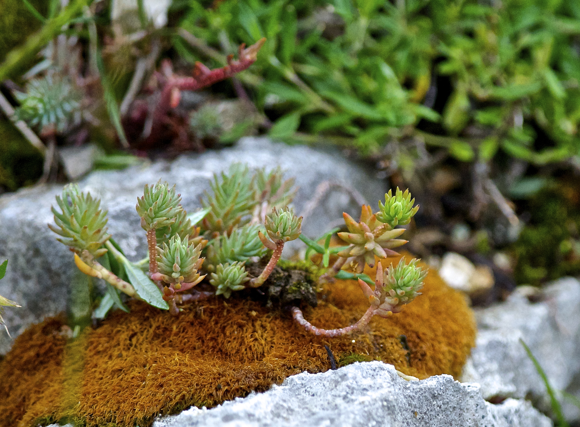 Rupestre Stonecrop (Sedum rupestre).