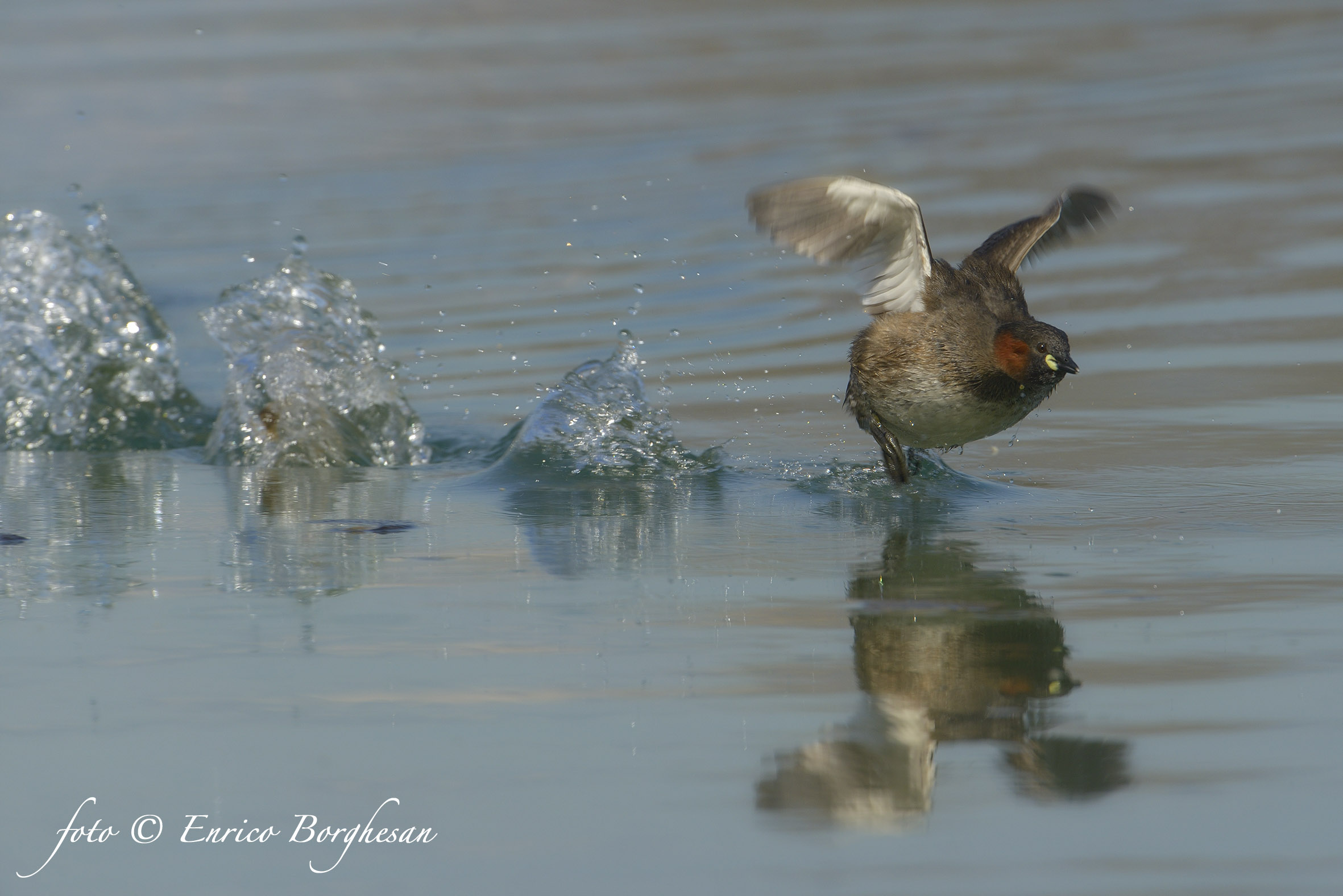 Little Grebe