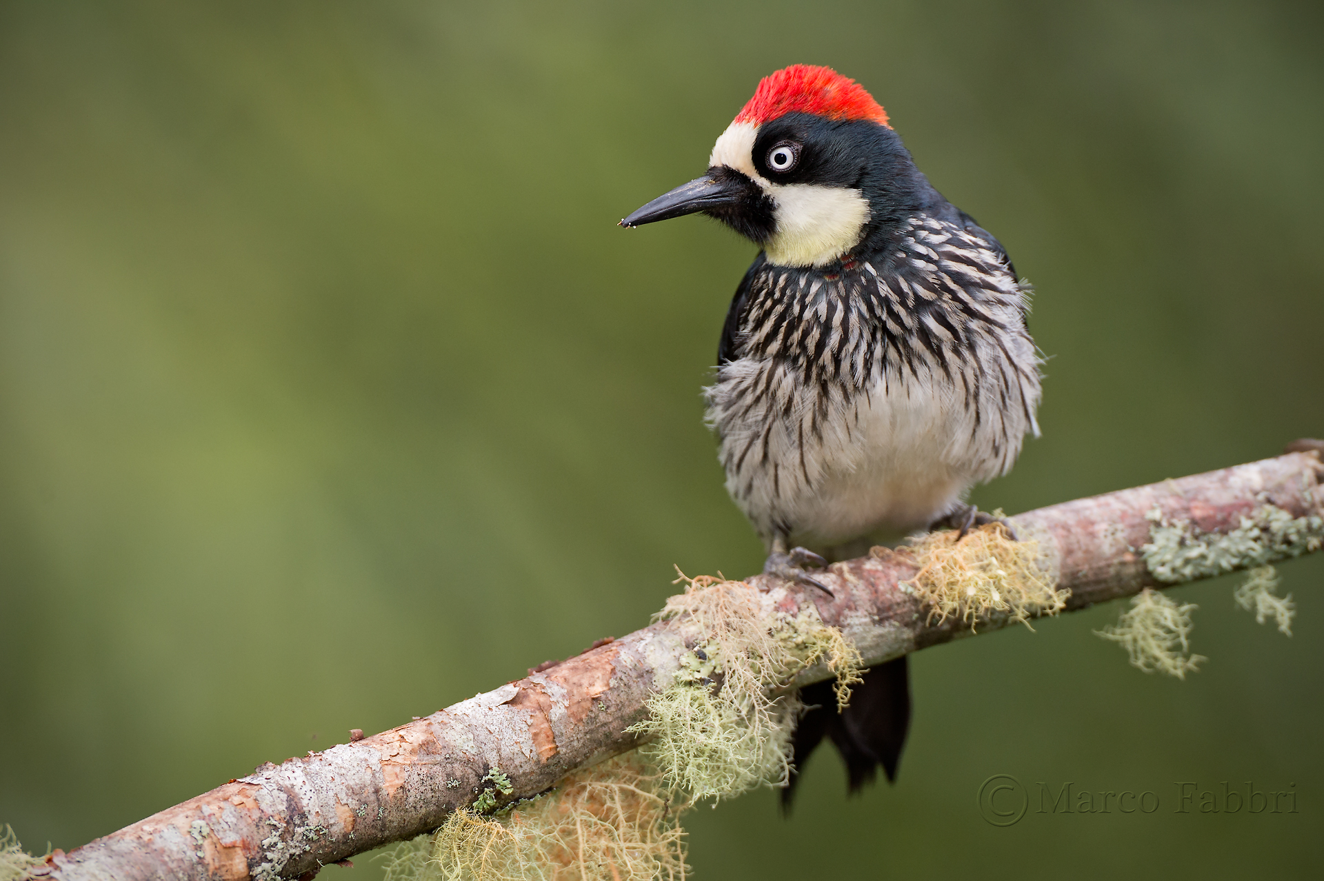 Acorn Woodpecker