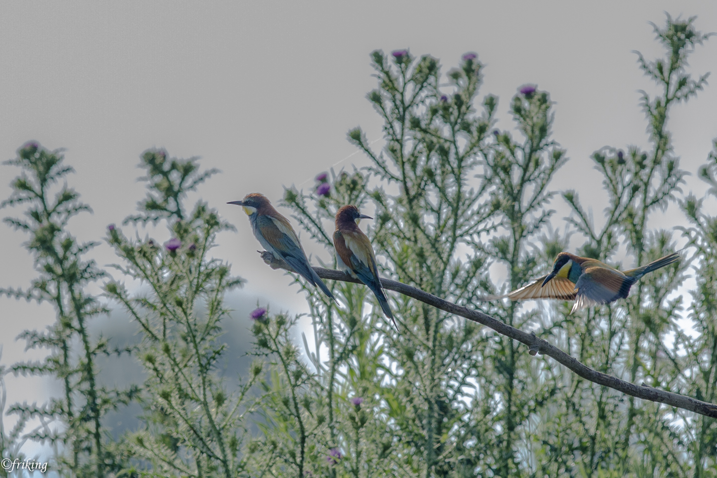 Evvia backlight! : (