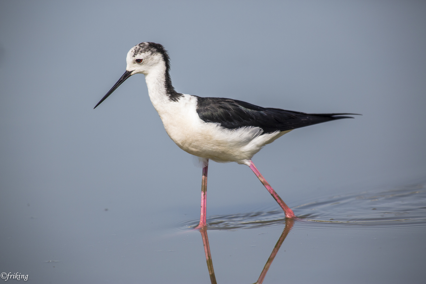 Walking in the morning ...