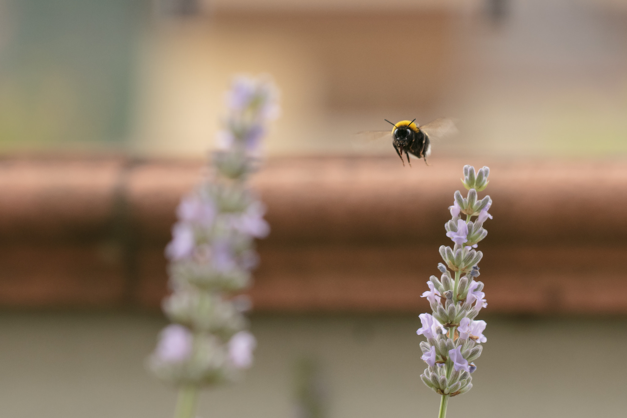 Bombus semenoviellus