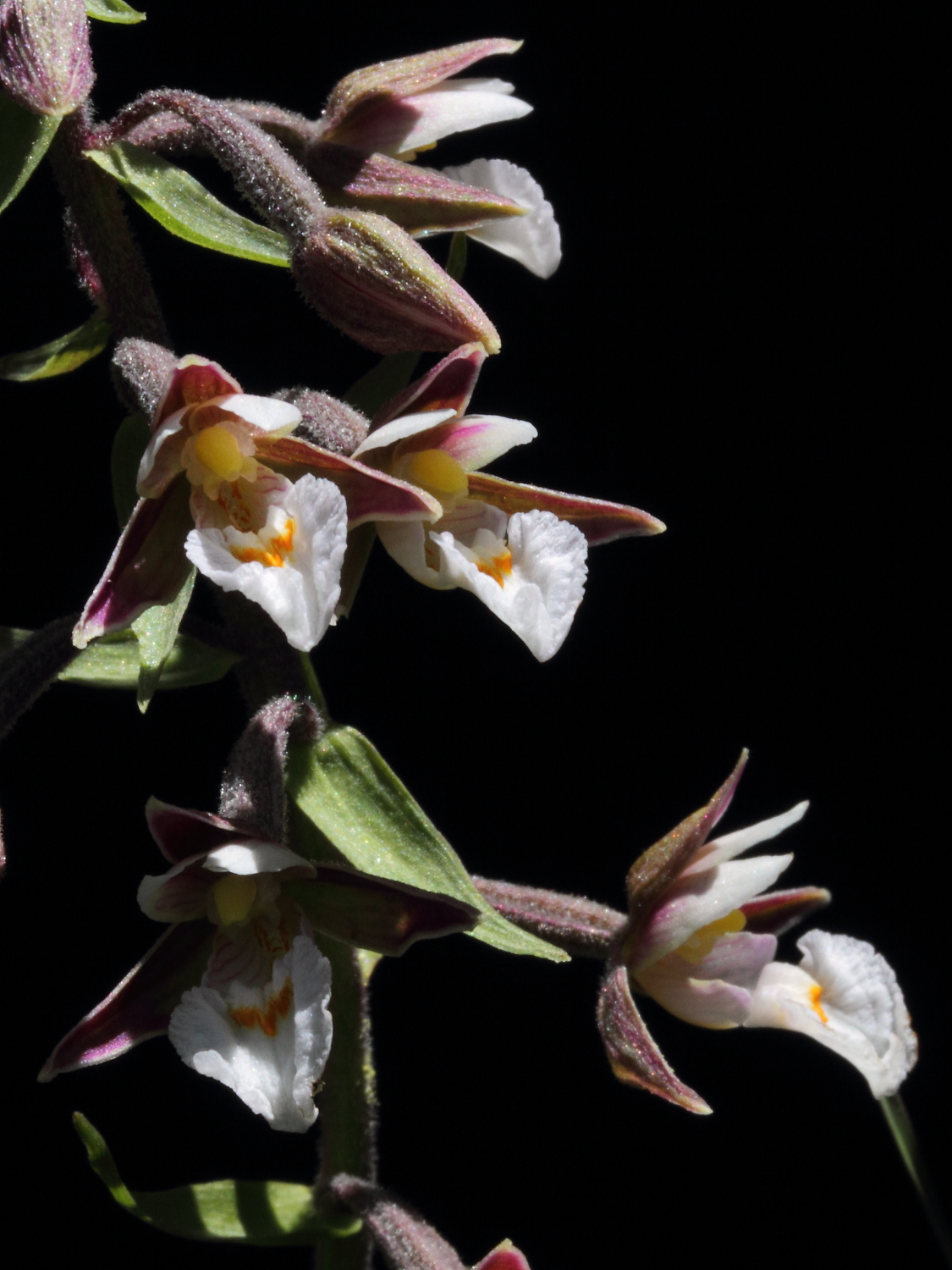 Eipactis Palustris - Lago Borello
