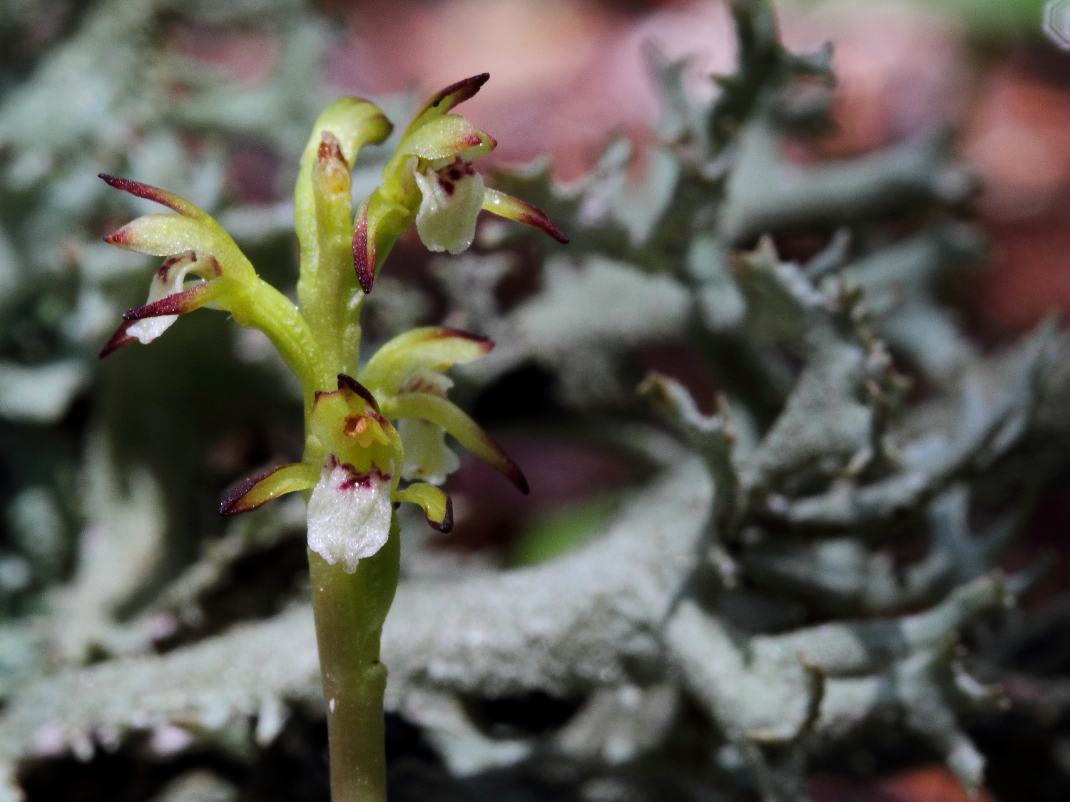 Corallorhiza trifida - Bò du Bergamà