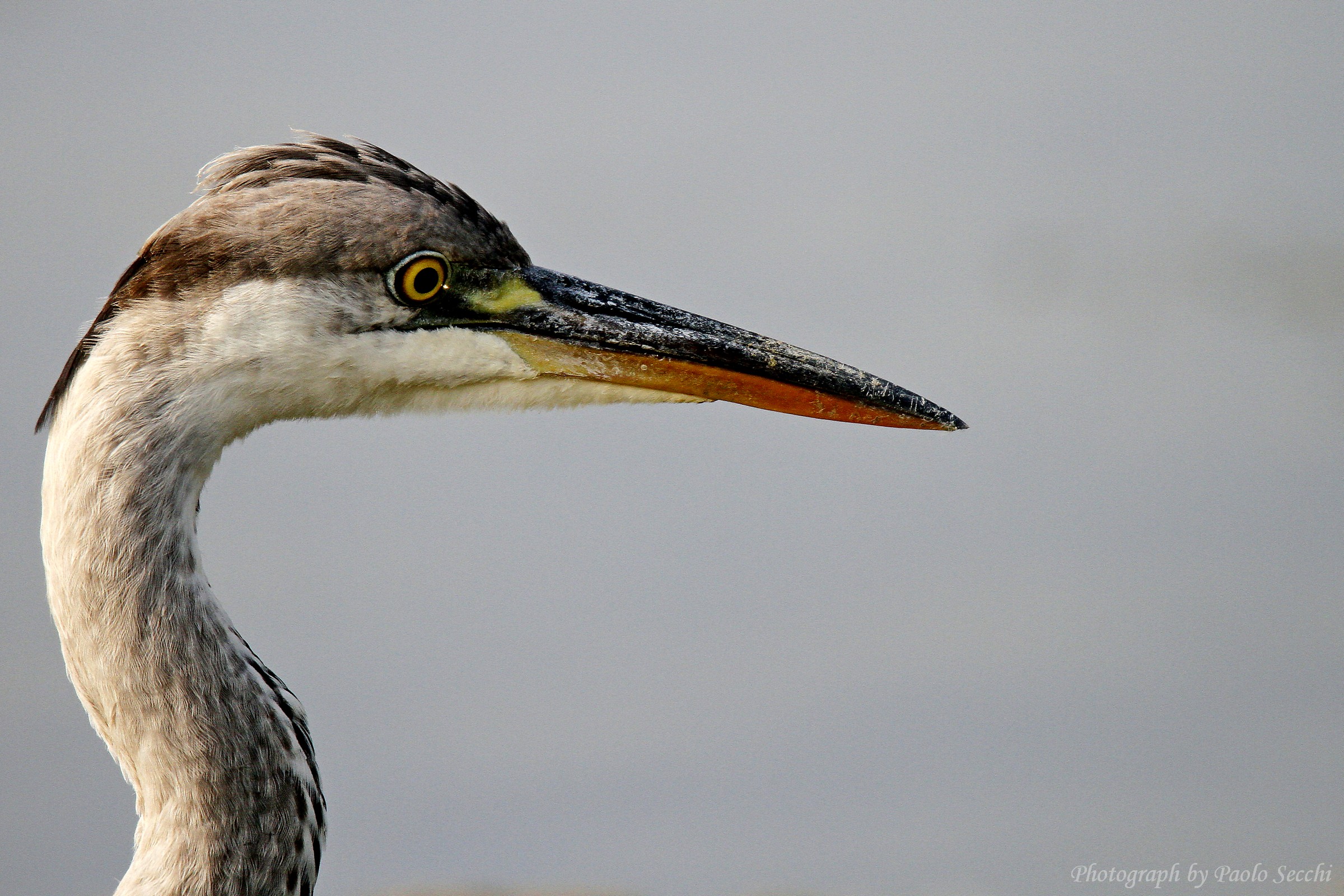 Portrait of a Heron