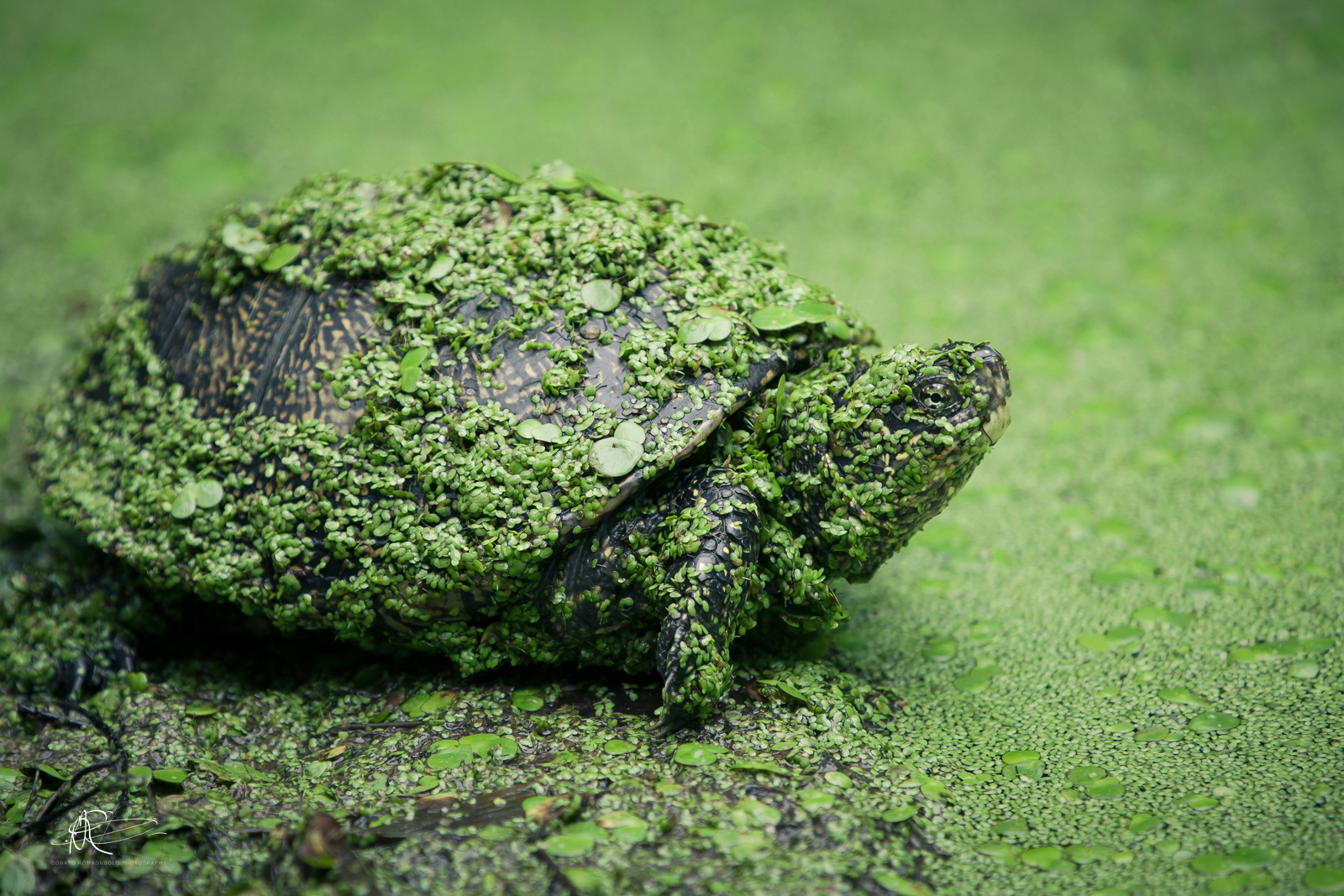 Green Tortoise