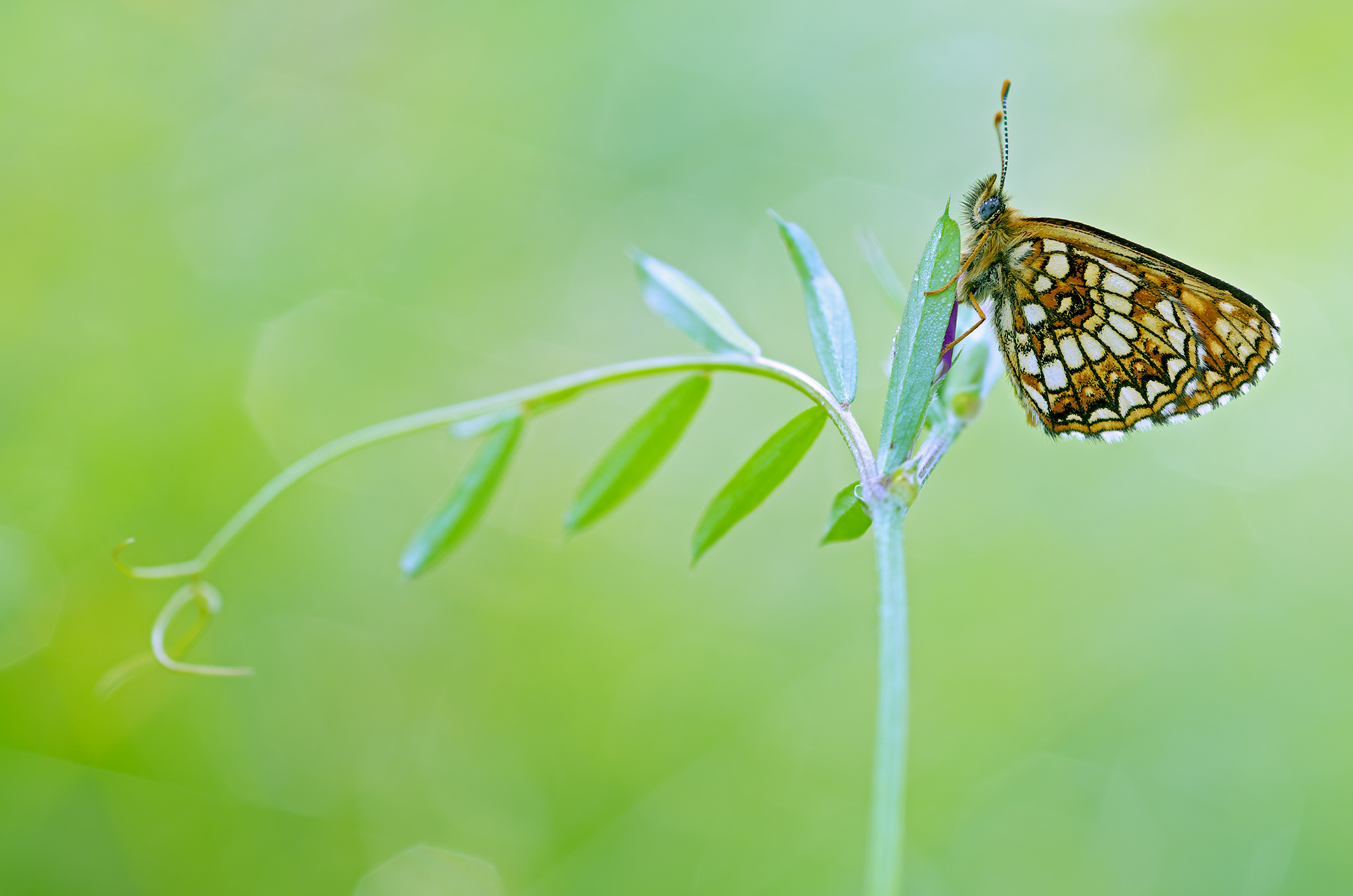 Piccolo mondo segreto