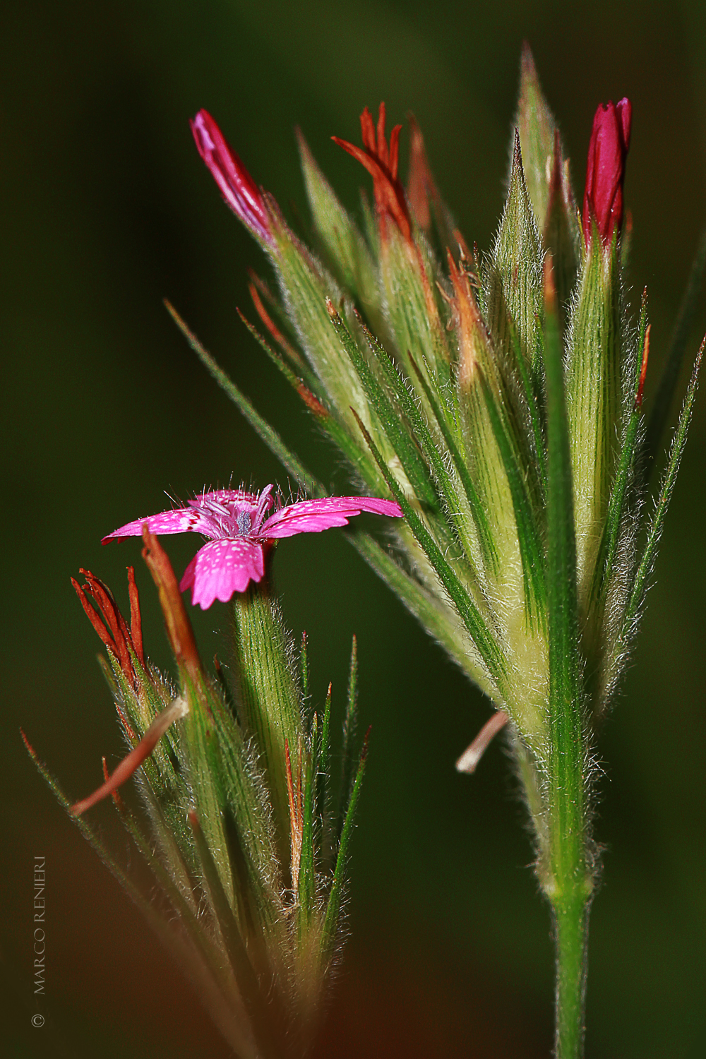 Dianthus sylvestris