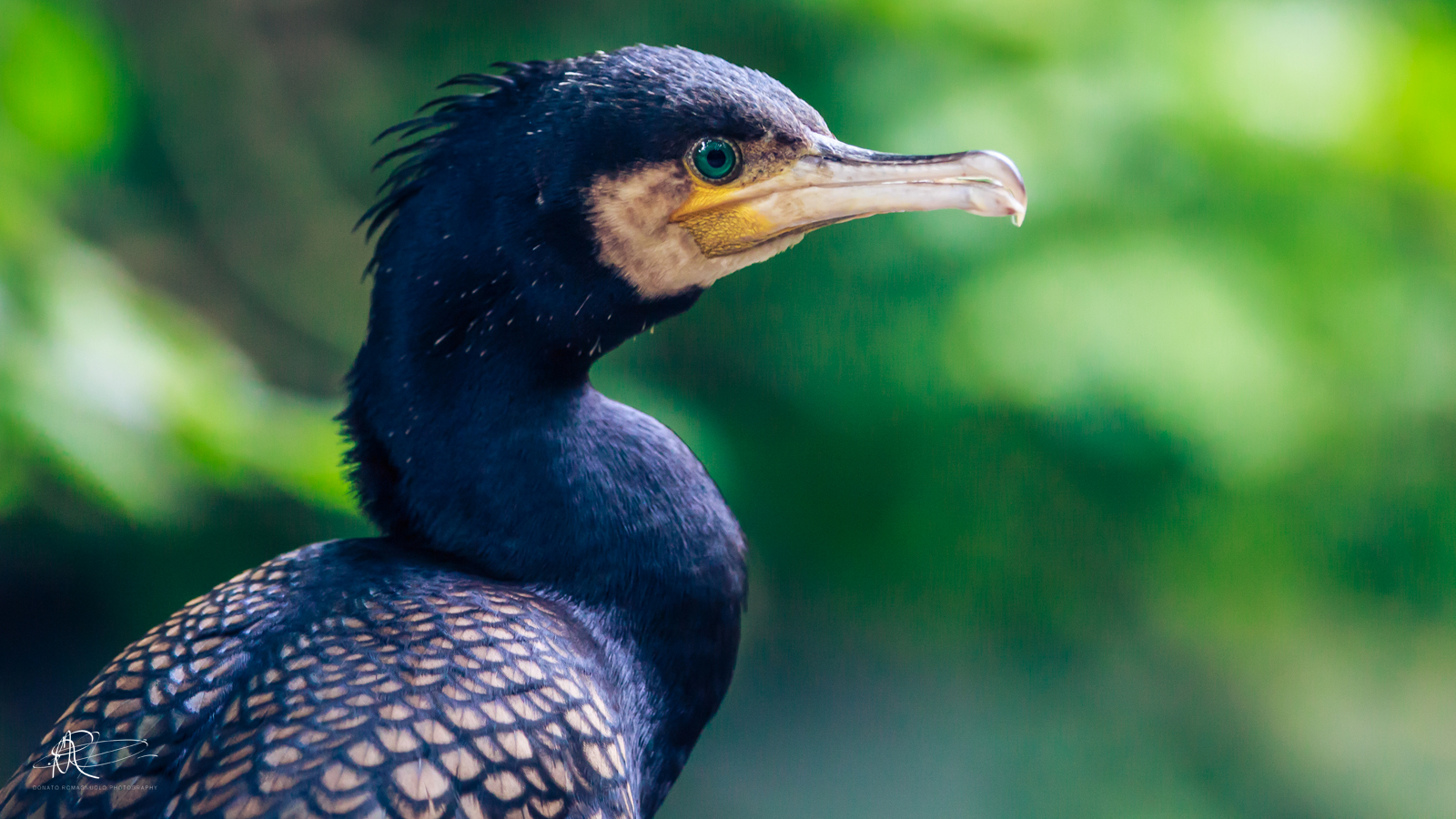 Cormorant, portrait of