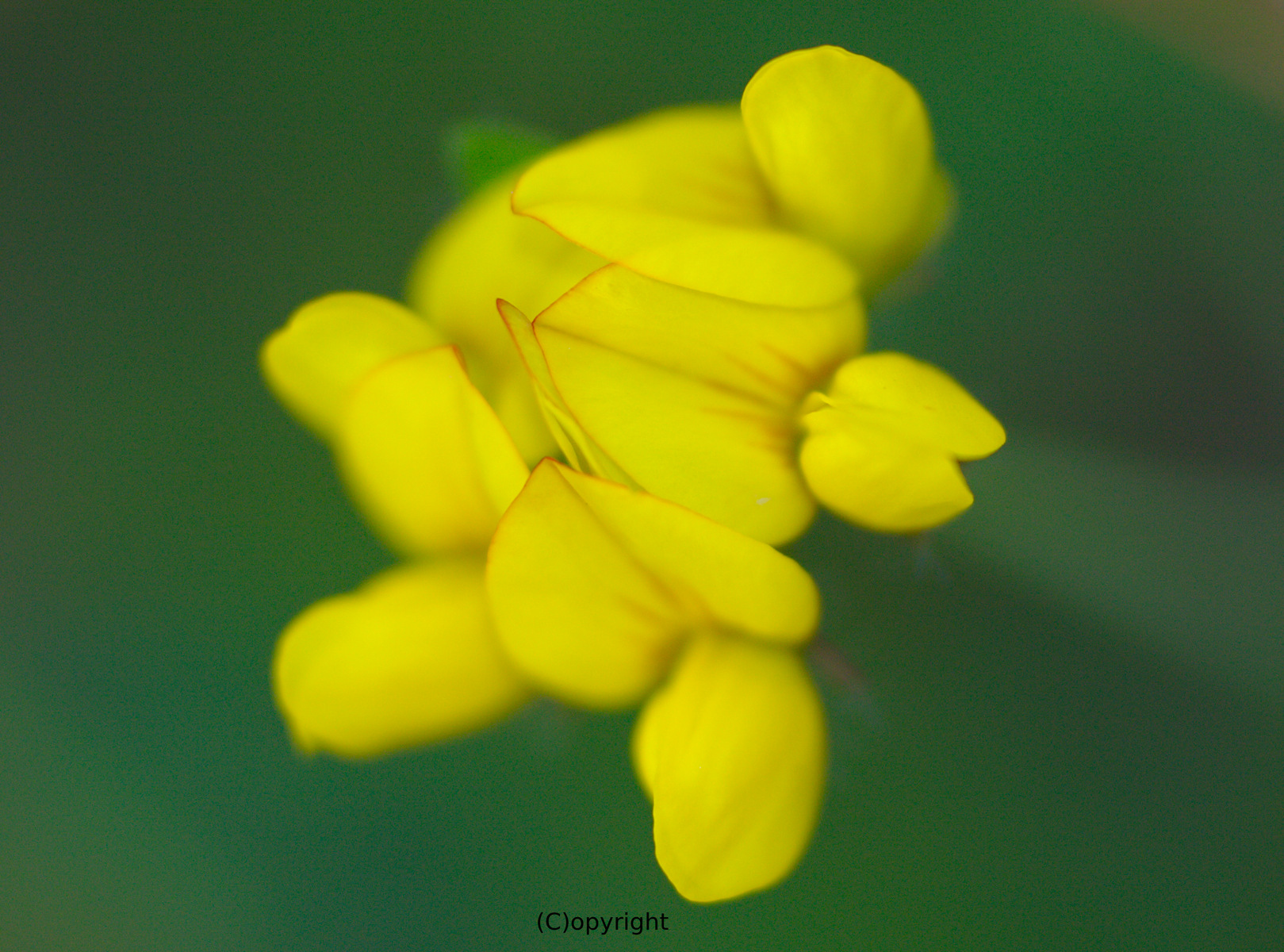 All alone - Vivitar Series 1 90/2.5