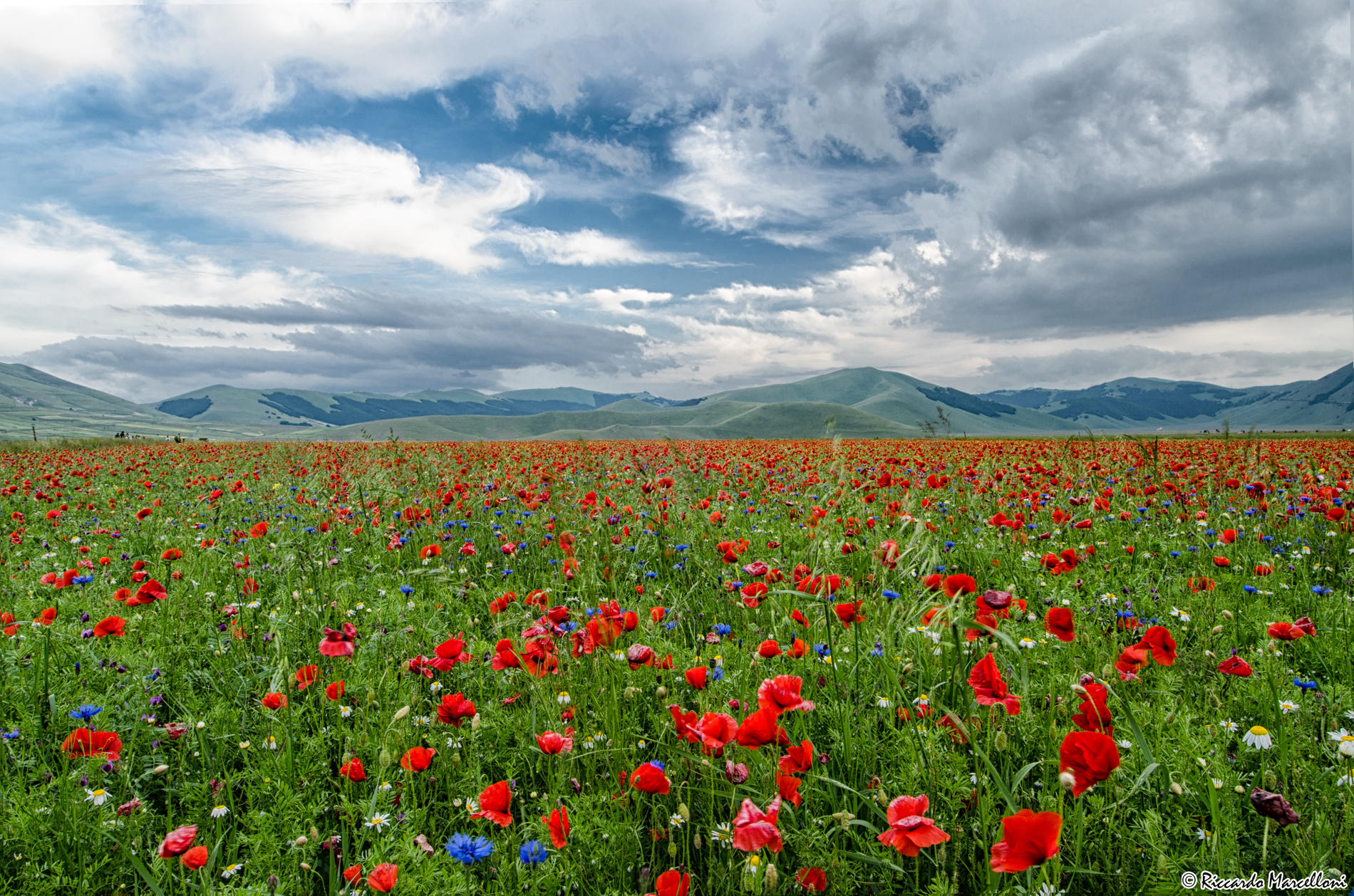 Flowering Castelluccio di Norcia