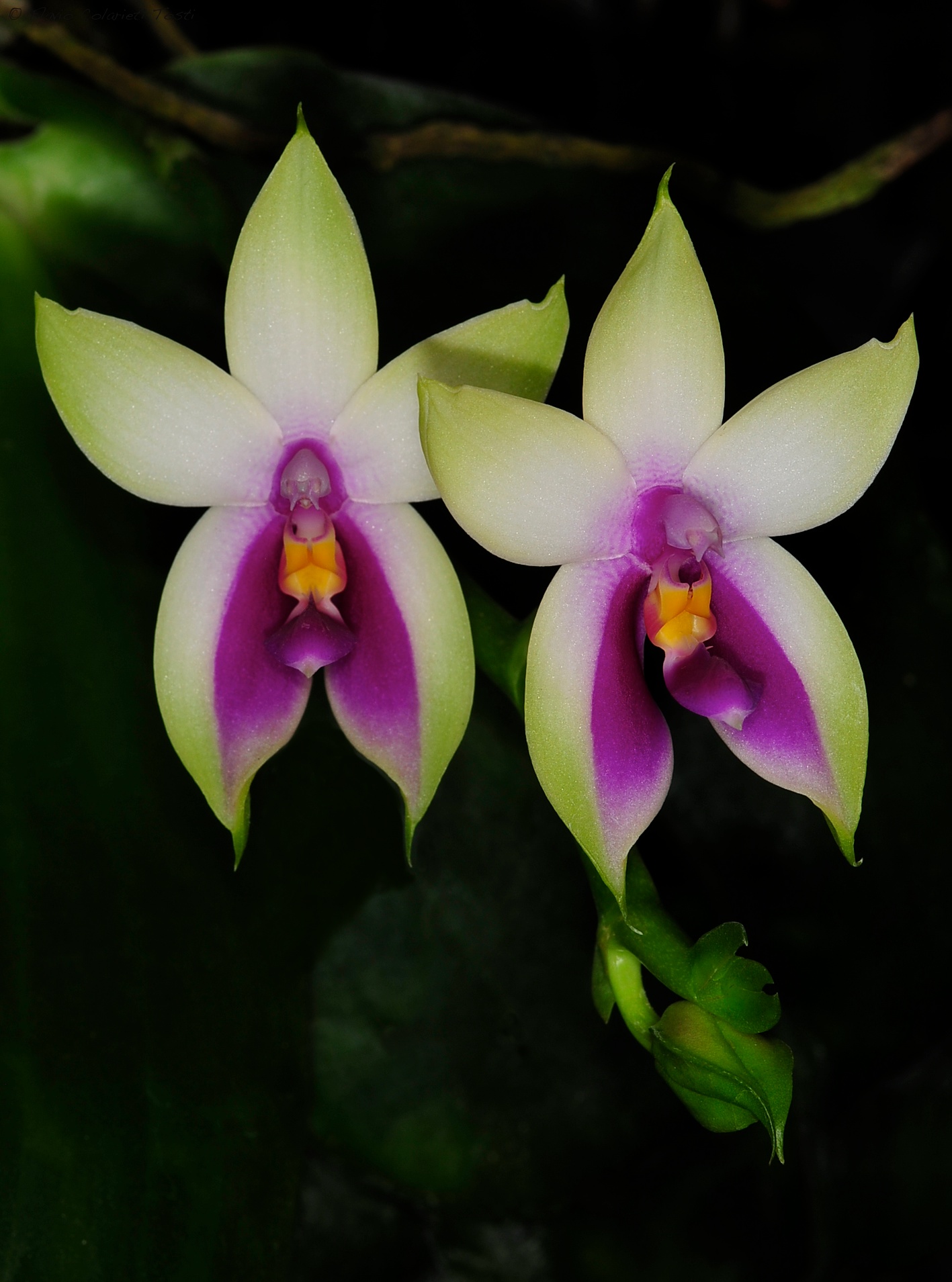 Phalaenopsis bellina
