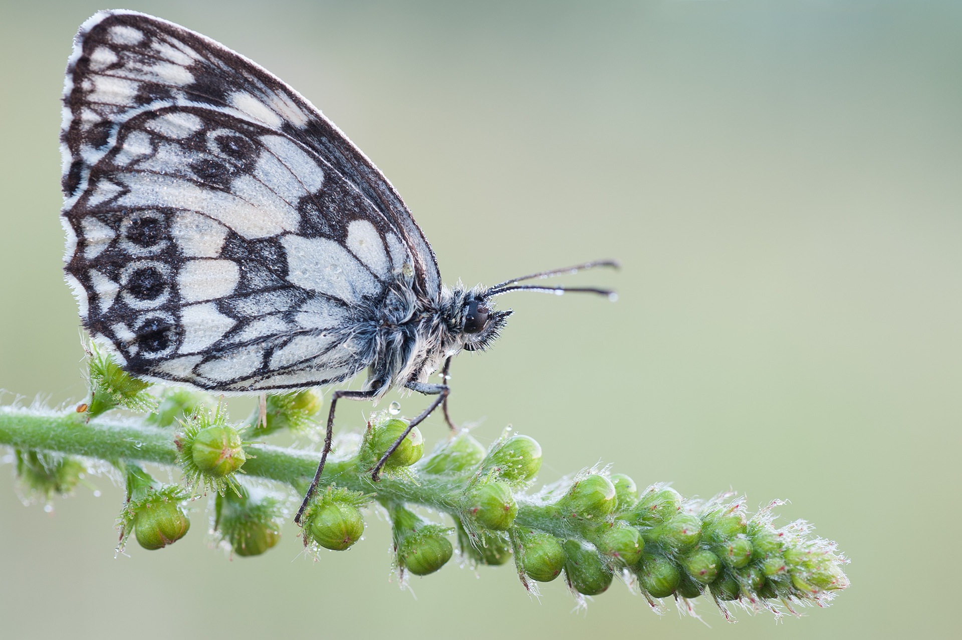 Melanargia galathea