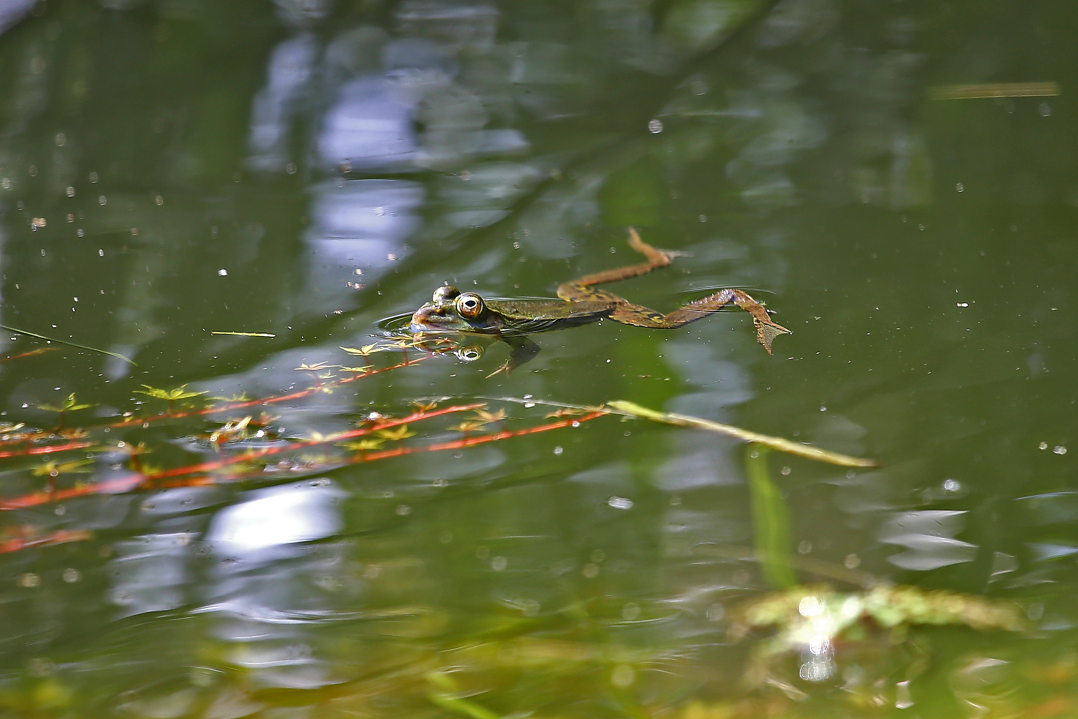 Frog in the pond