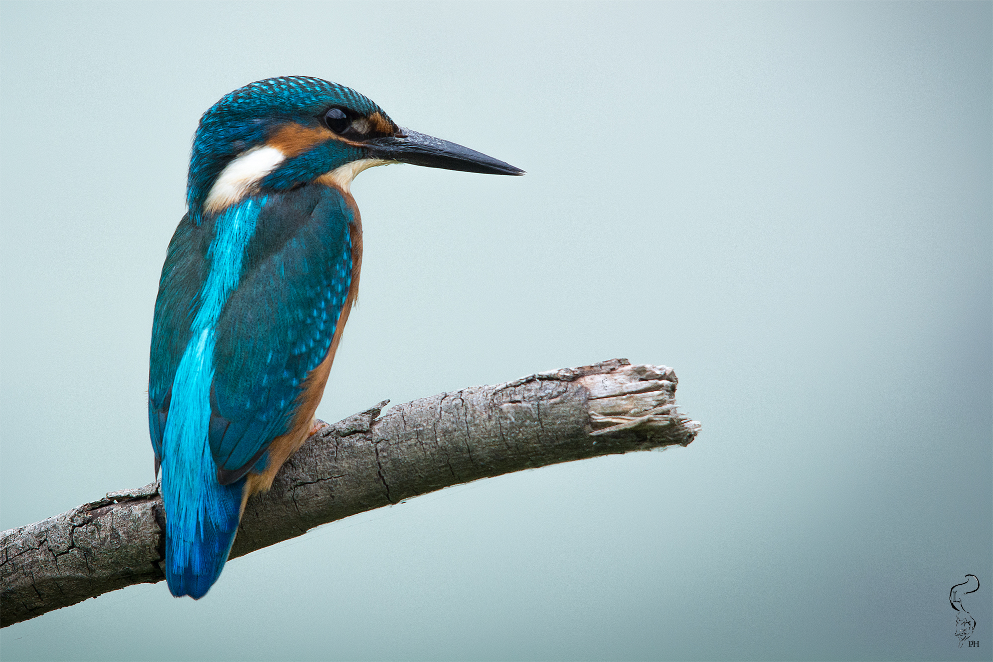 Kingfisher