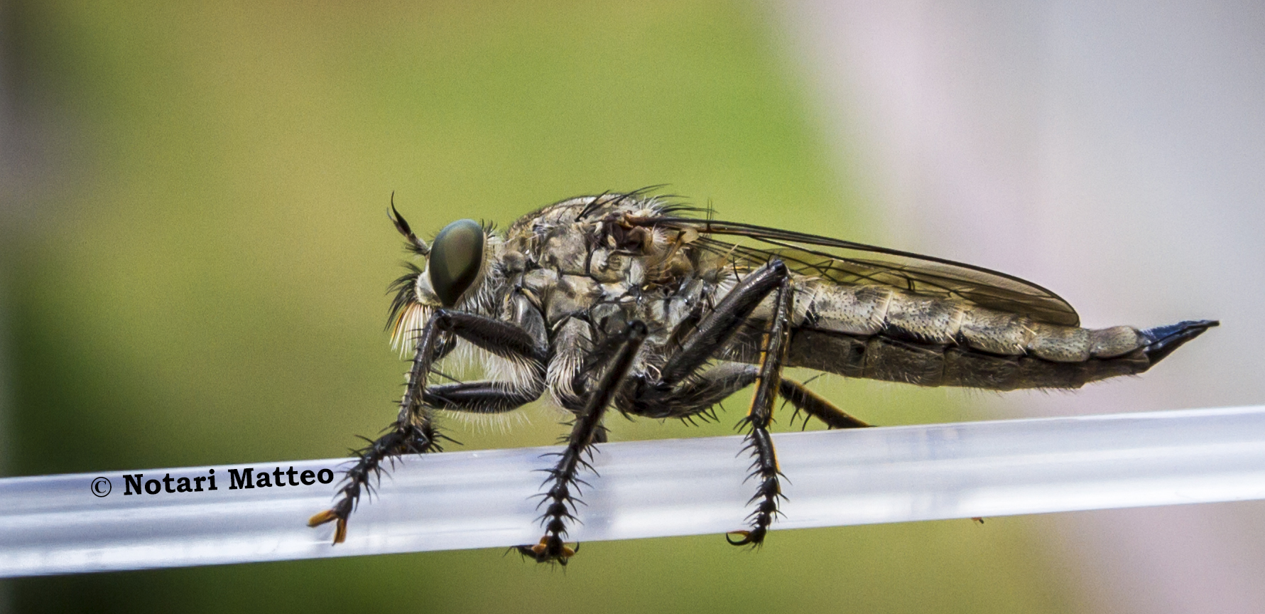 adult horsefly