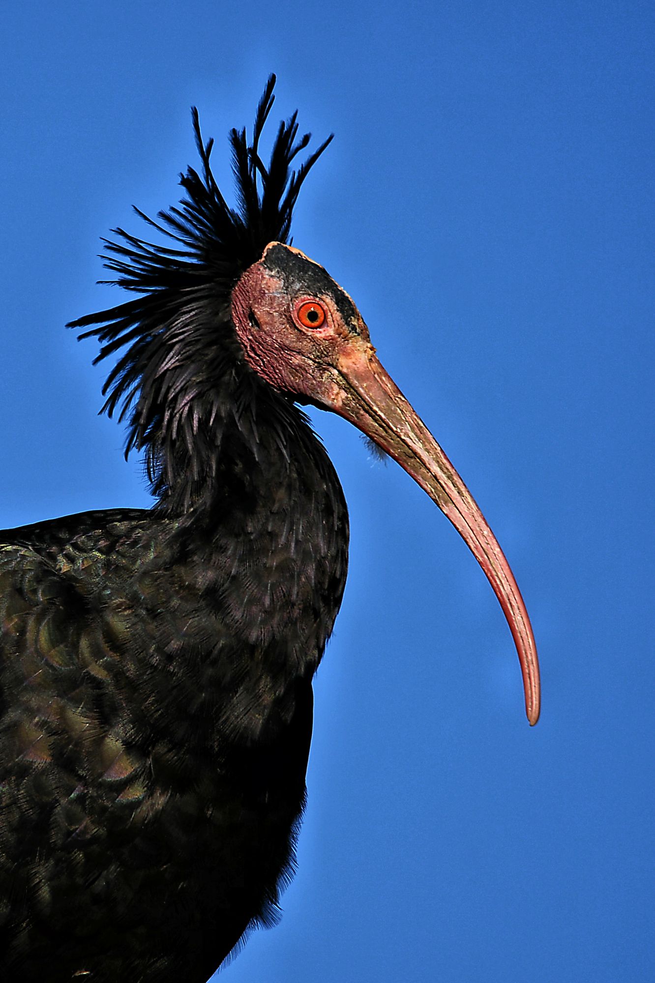 Ibis eremita