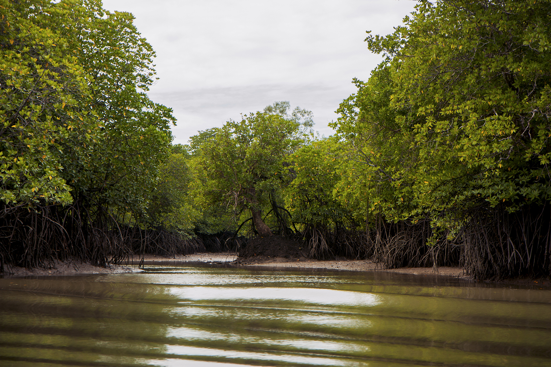 Foresta di mangrovie