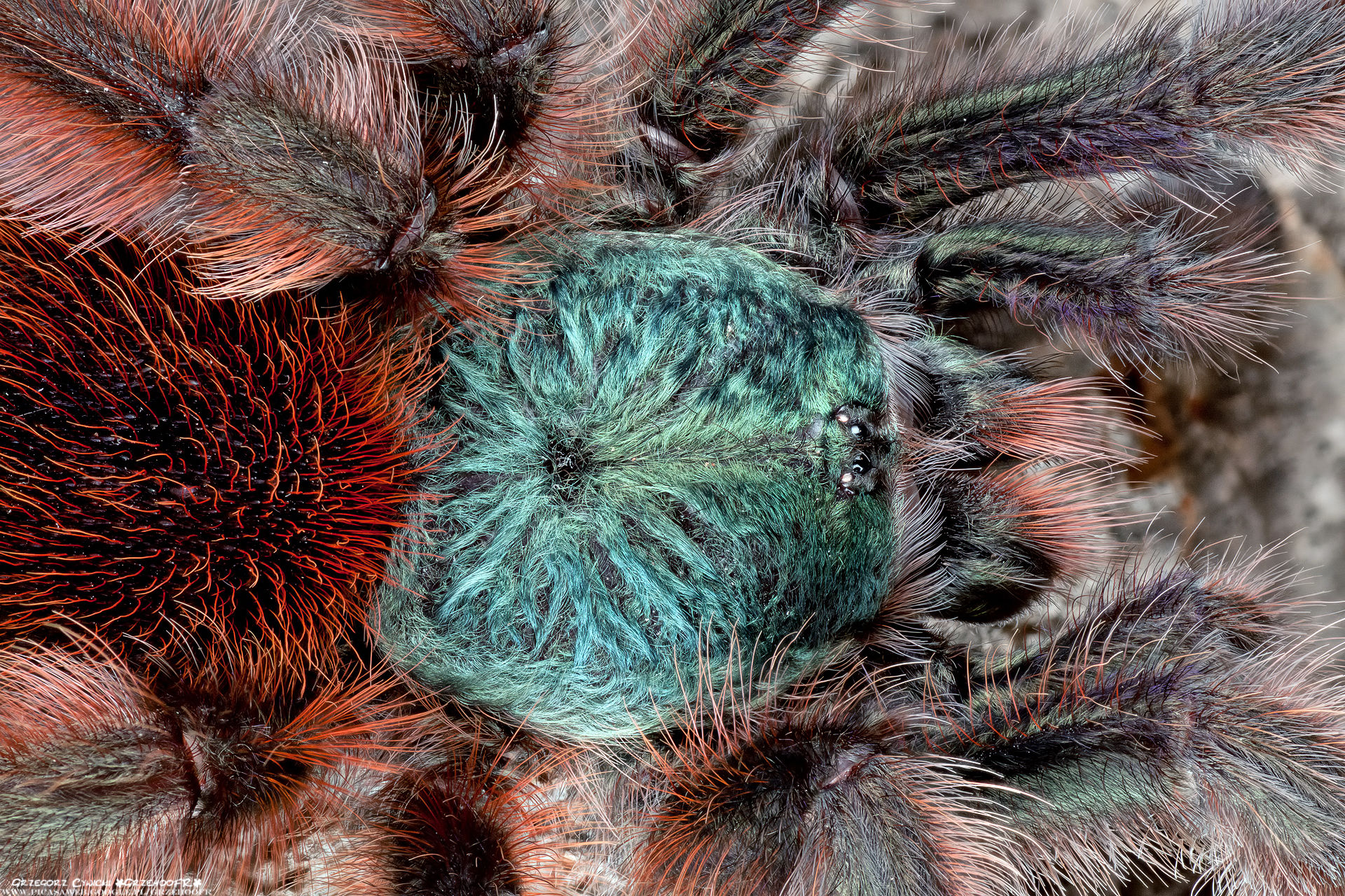 Another hairdresser nightmare