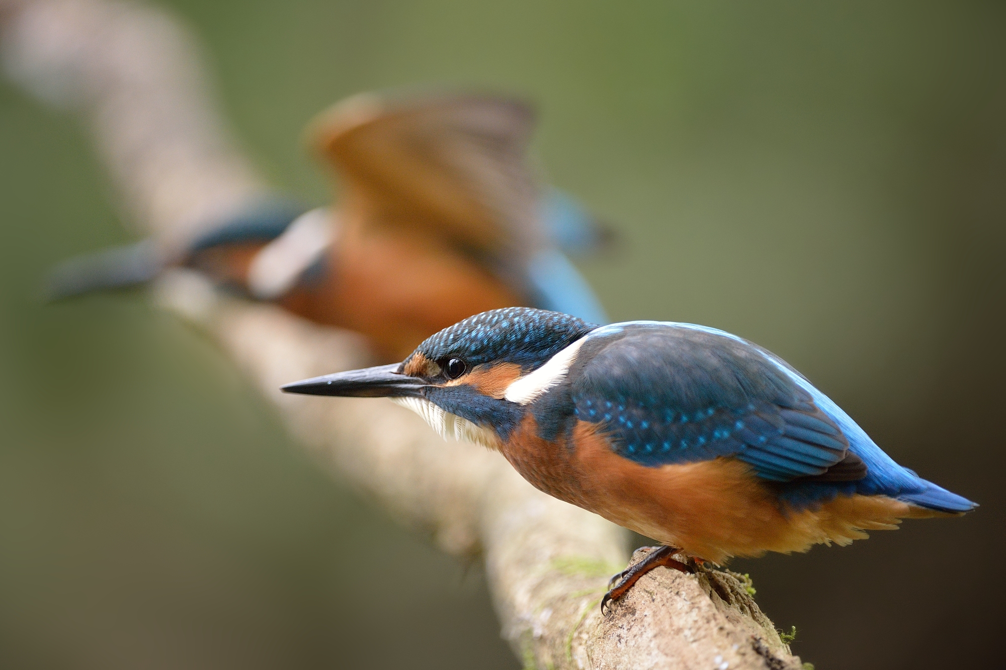 Kingfisher in the starting blocks