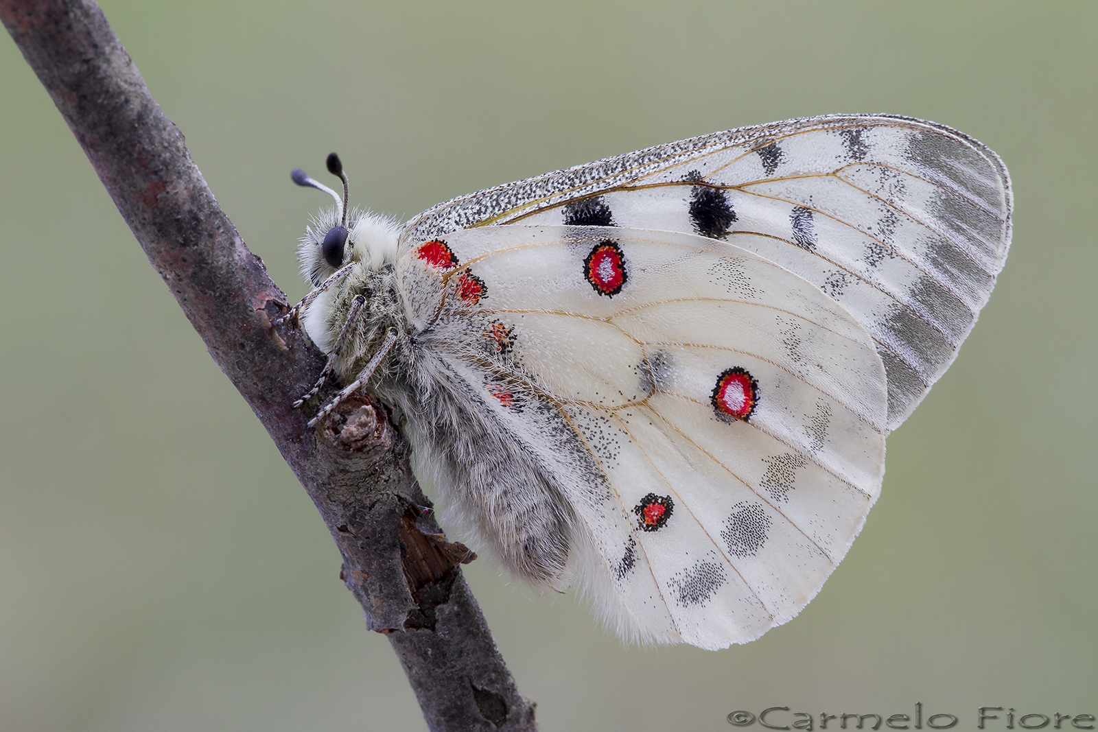 parnassius apollo