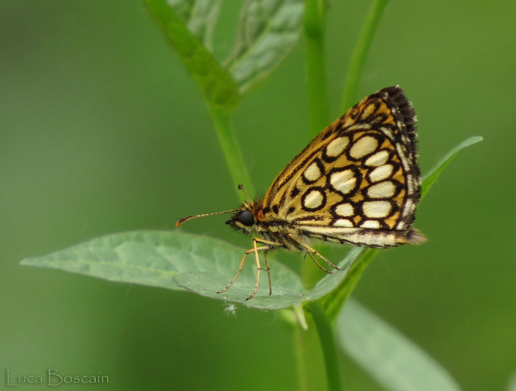 Heteropterus morpheus