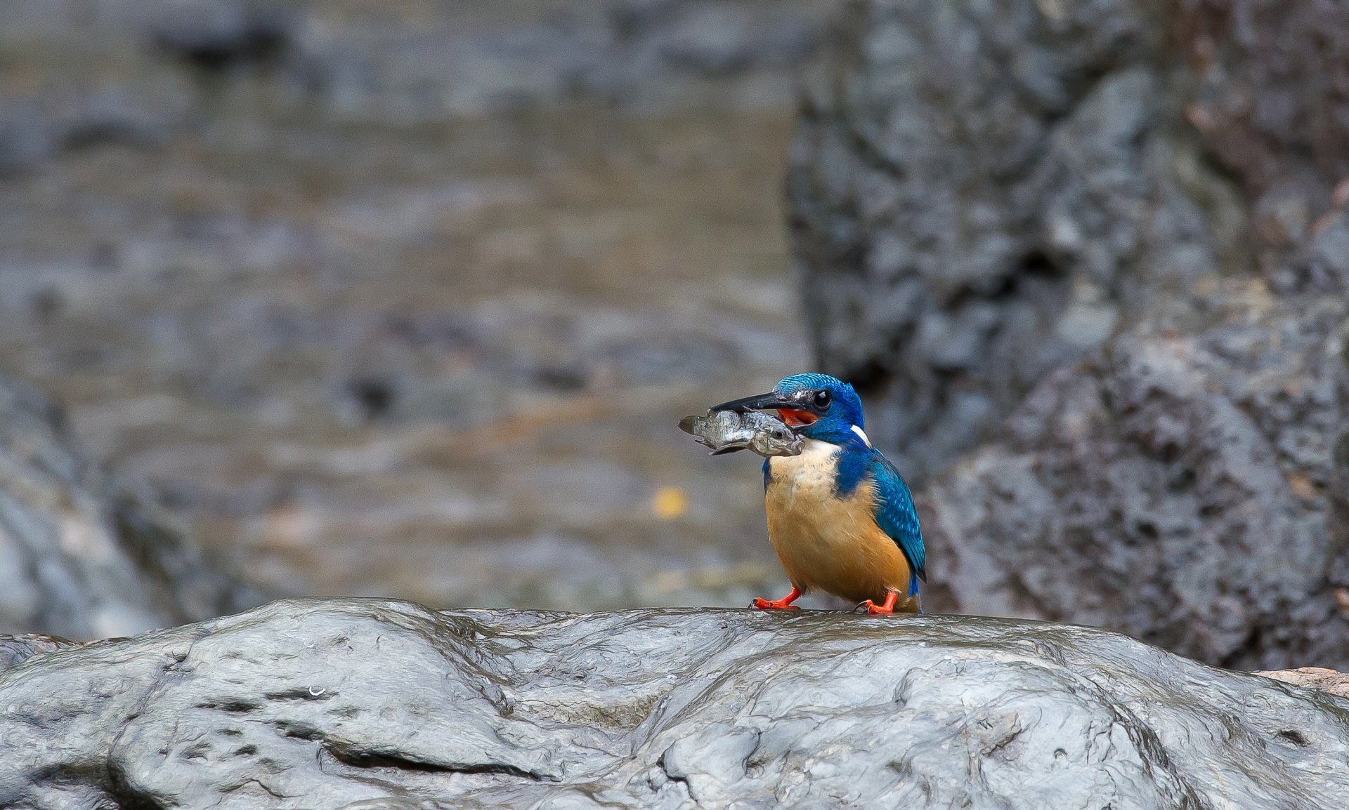 Blu king fisher