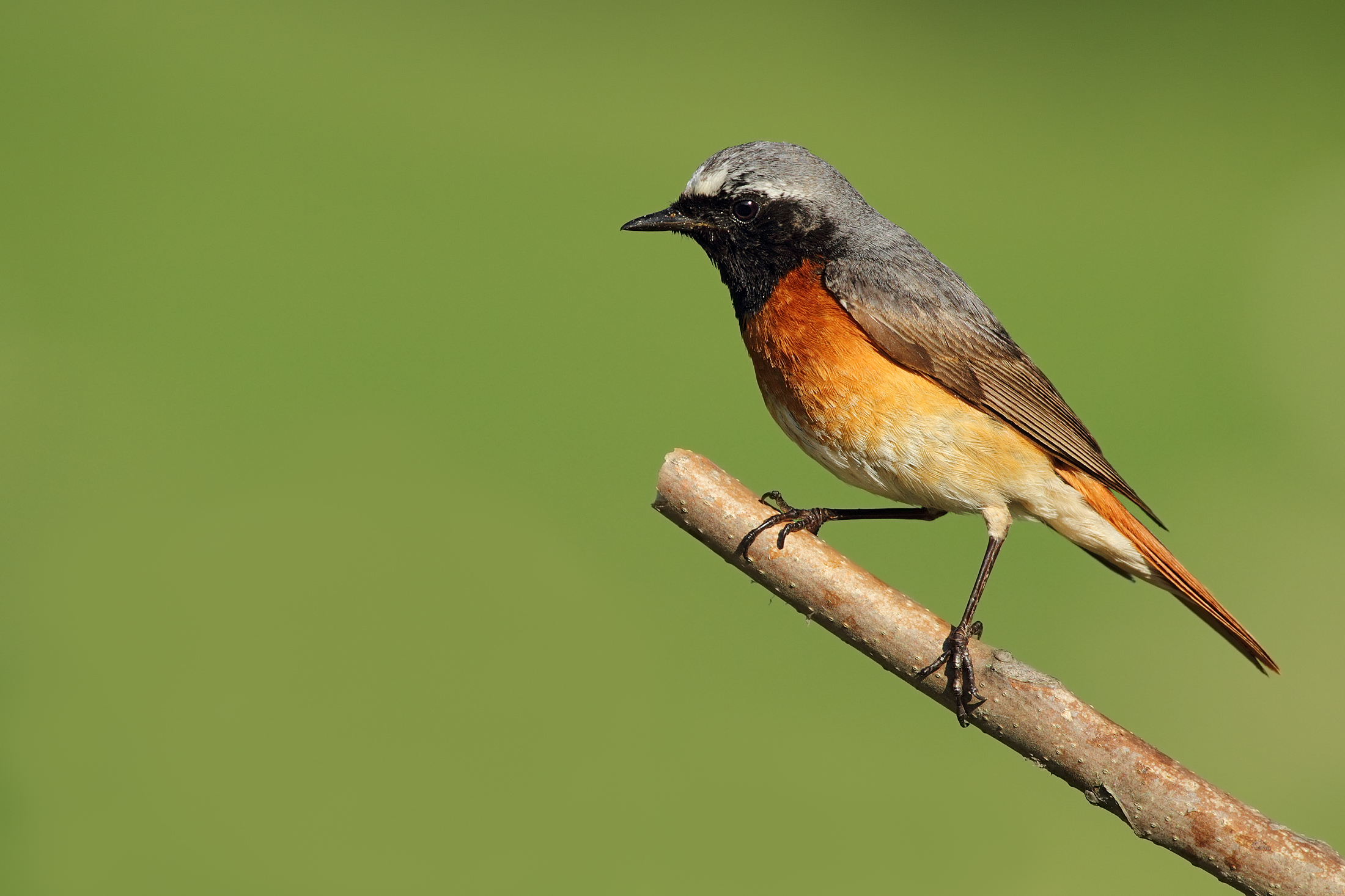 Redstart